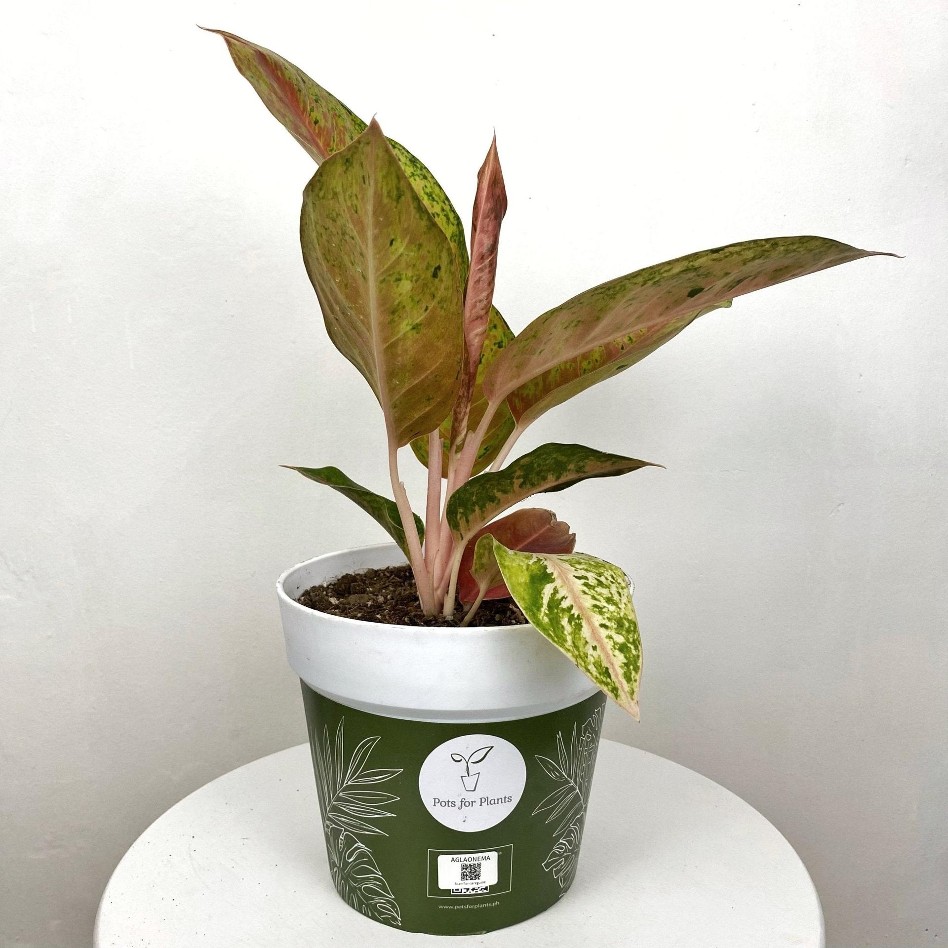 Aglaonema Ruay Raiwan