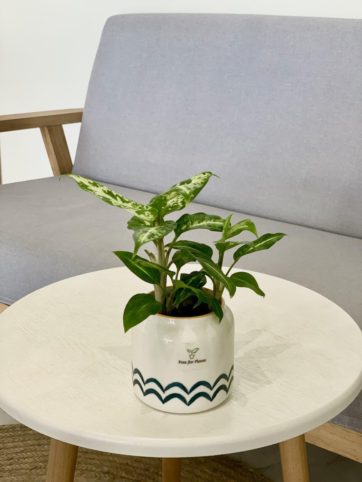Aglaonema Rubthong
