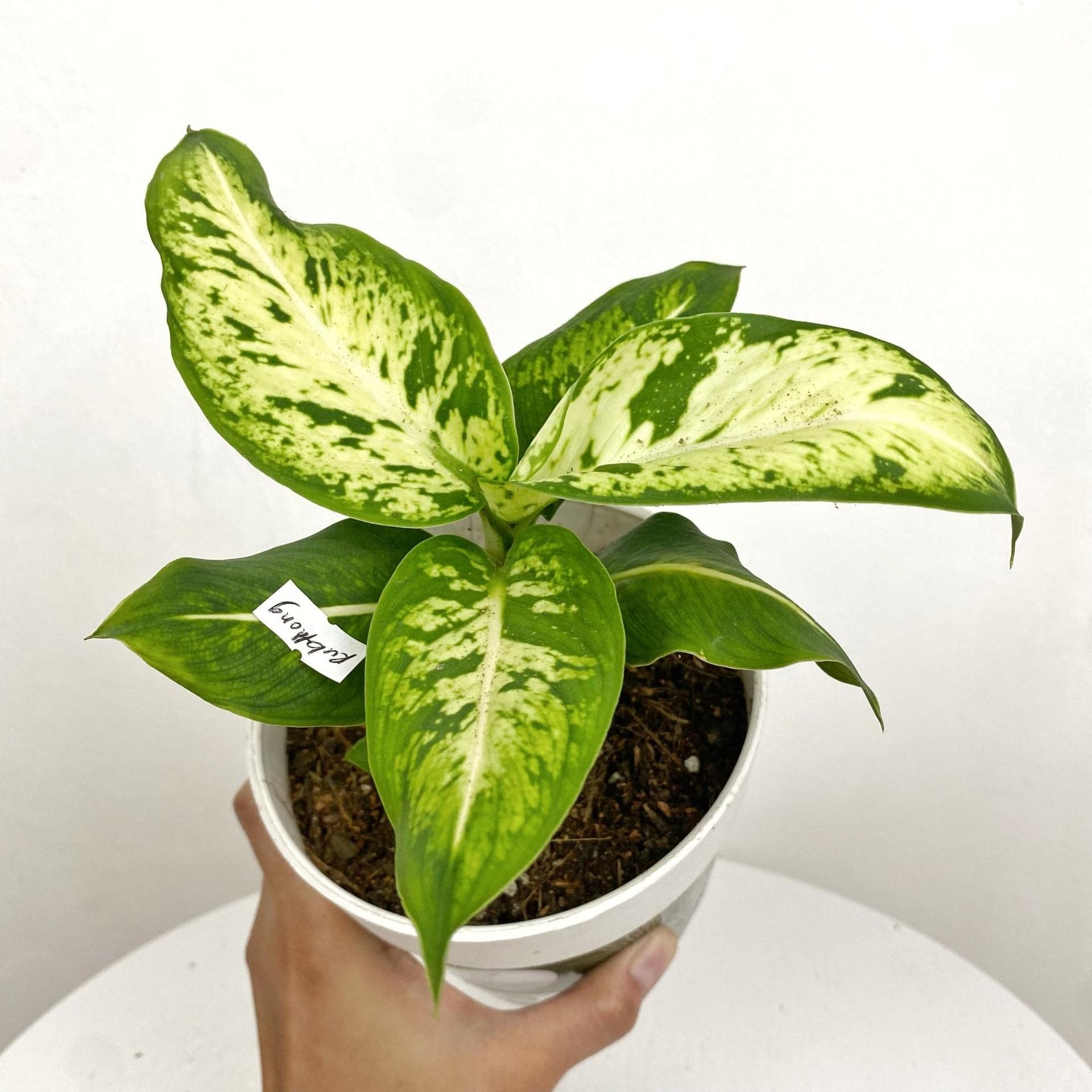 Aglaonema Rubthong