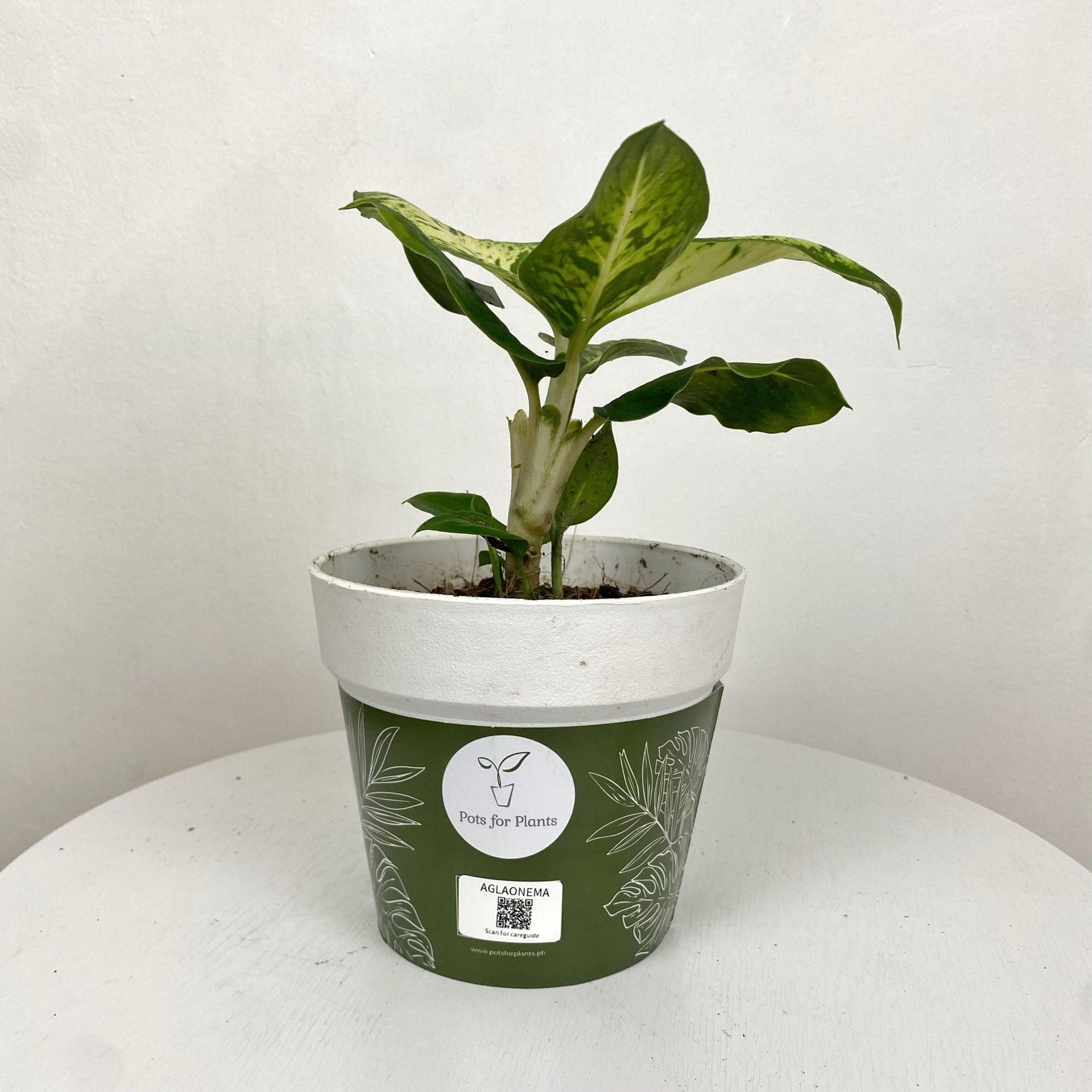 Aglaonema Rubthong