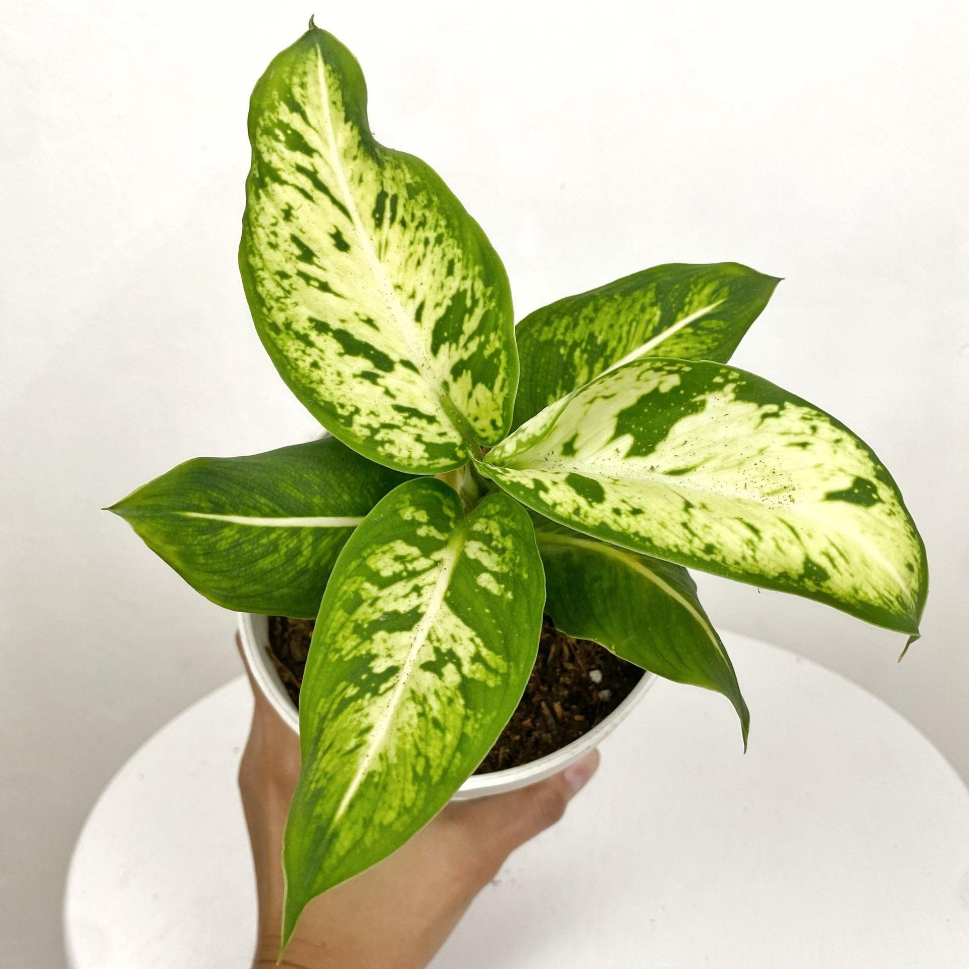 Aglaonema Rubthong
