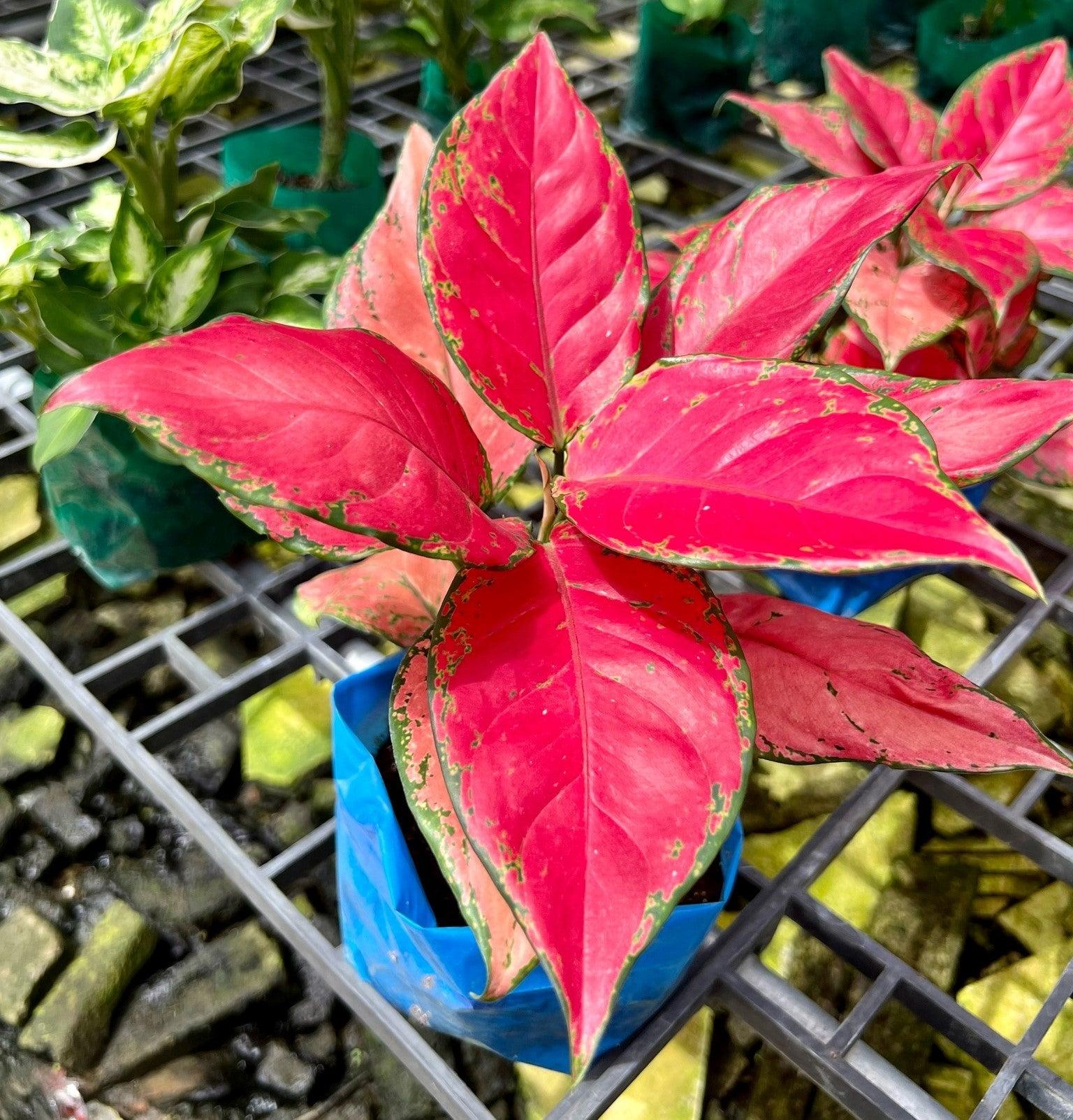 Aglaonema 'Sap Chao Sua'