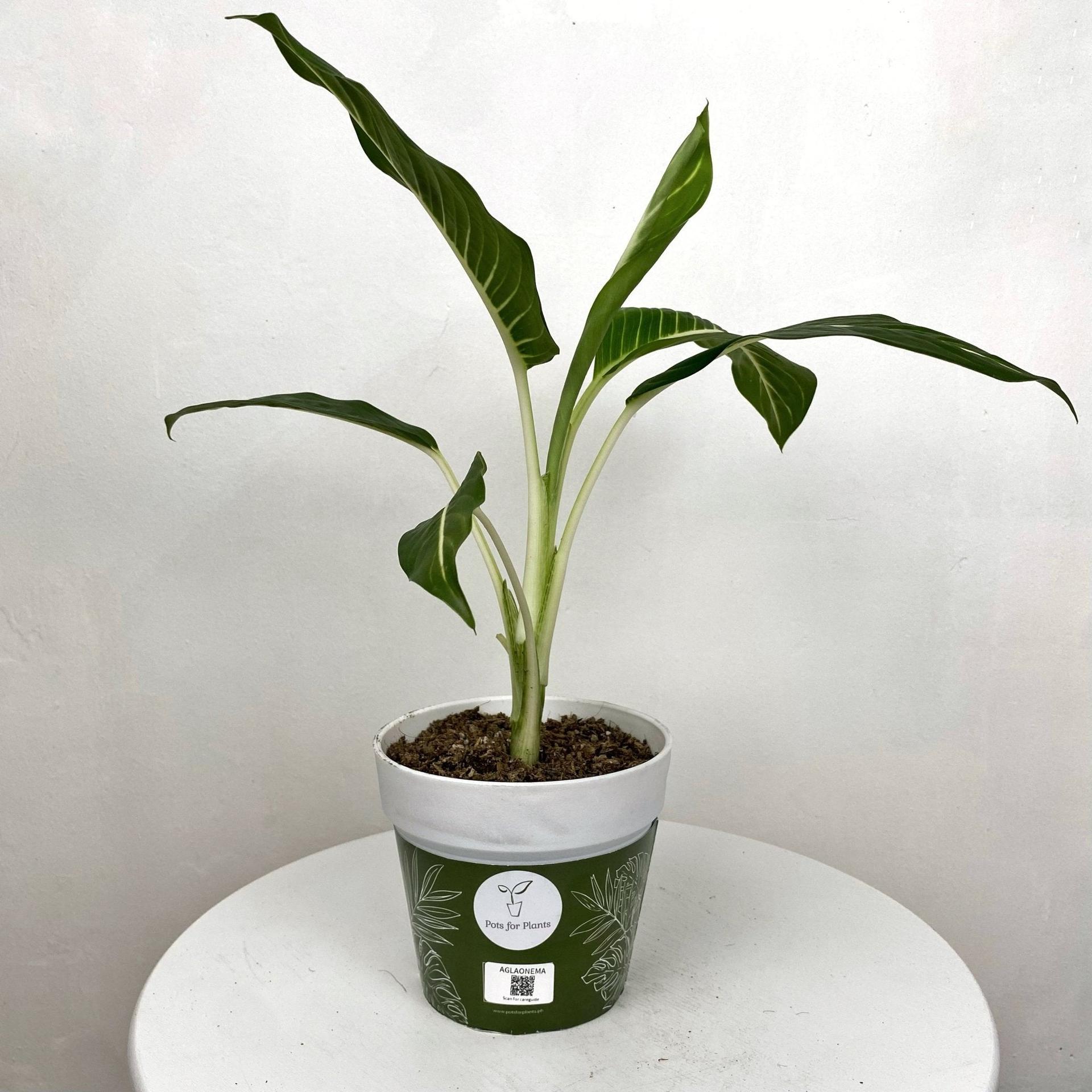 Aglaonema ‘Serm Baramee’