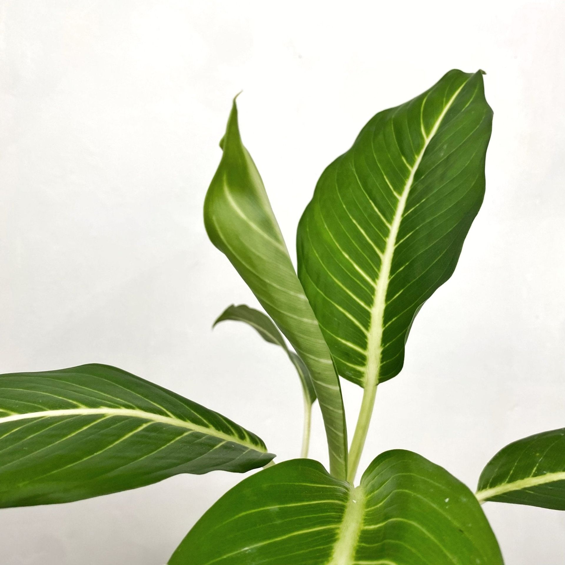 Aglaonema ‘Serm Baramee’