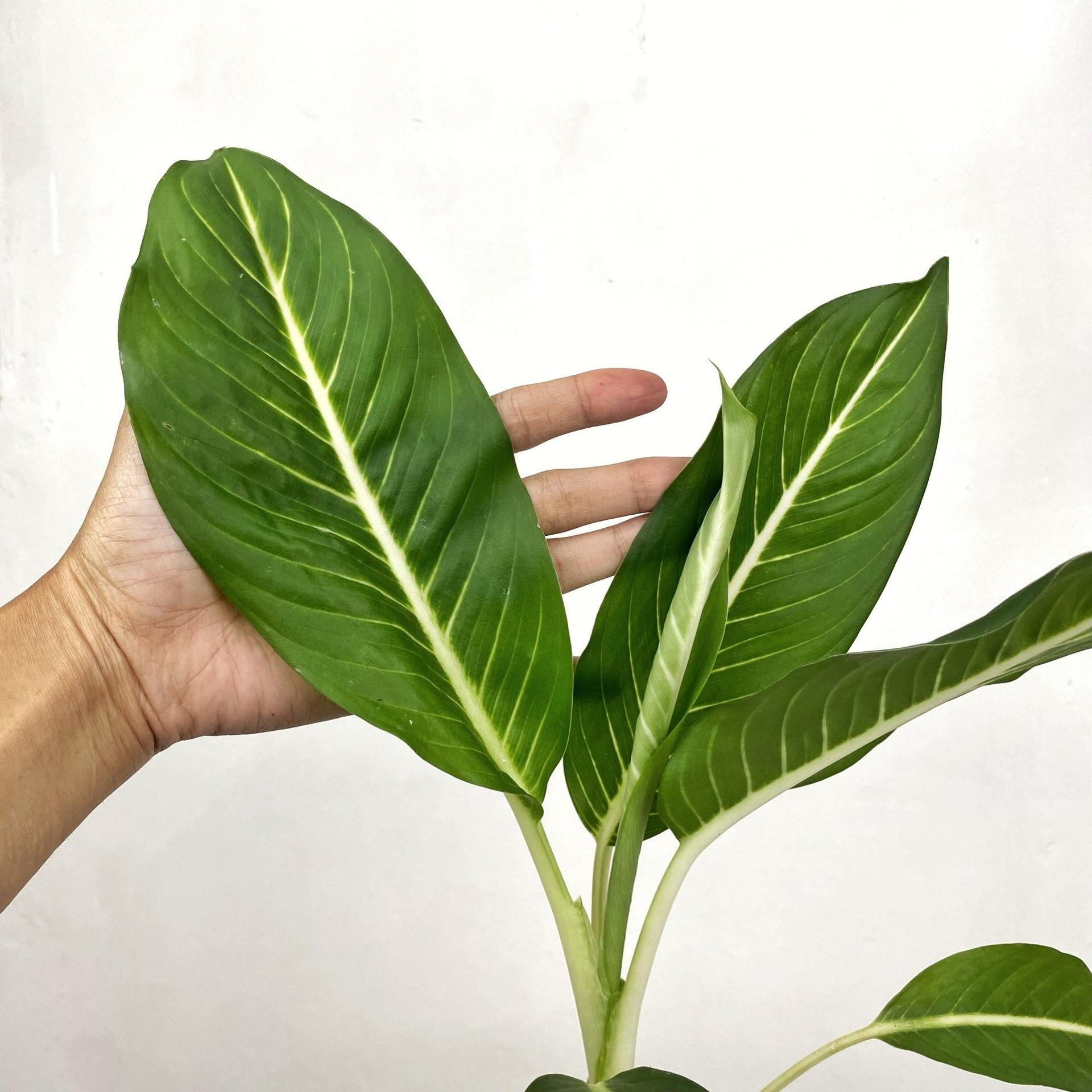 Aglaonema ‘Serm Baramee’