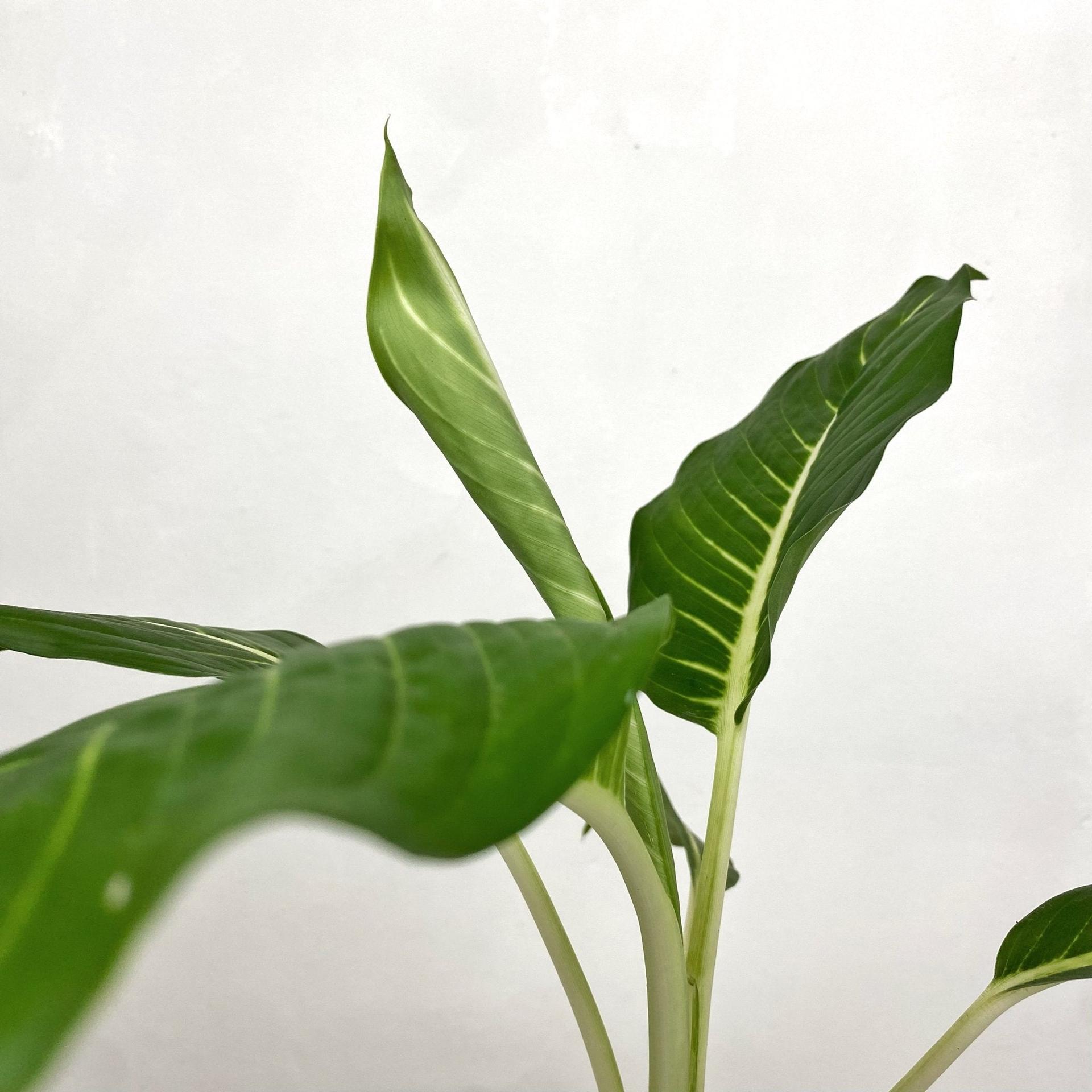 Aglaonema ‘Serm Baramee’