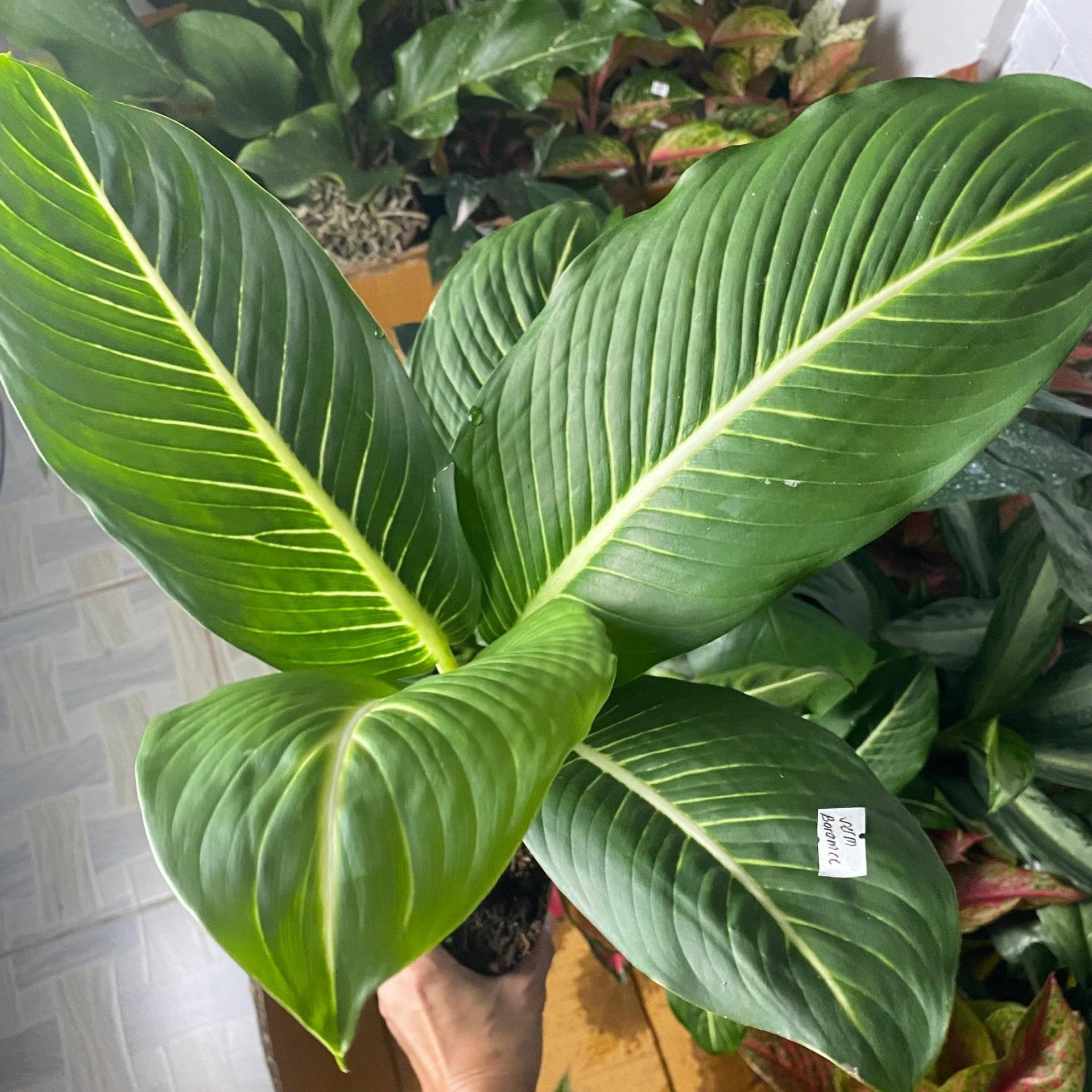 Aglaonema ‘Serm Baramee’