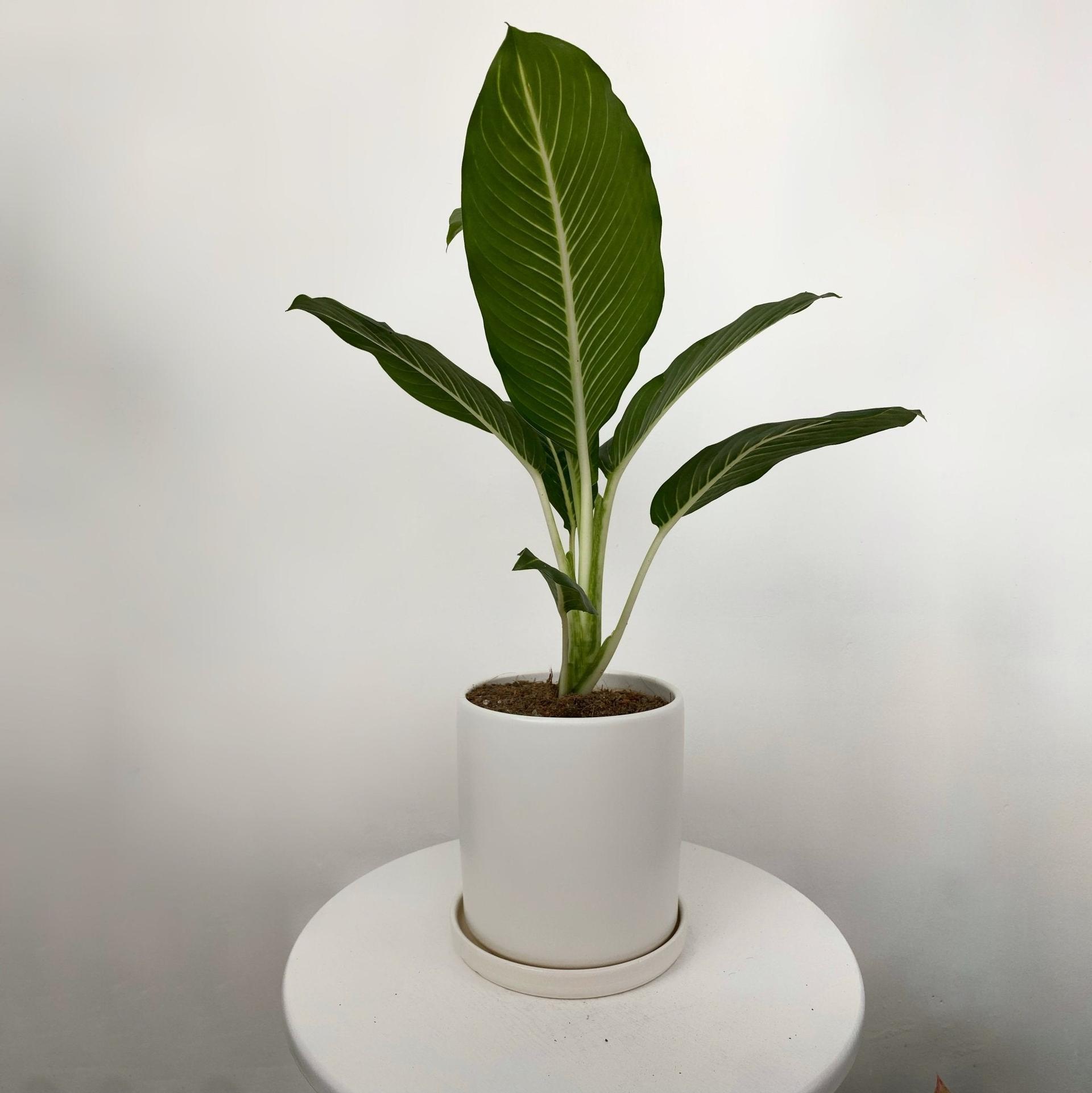 Aglaonema ‘Serm Baramee’