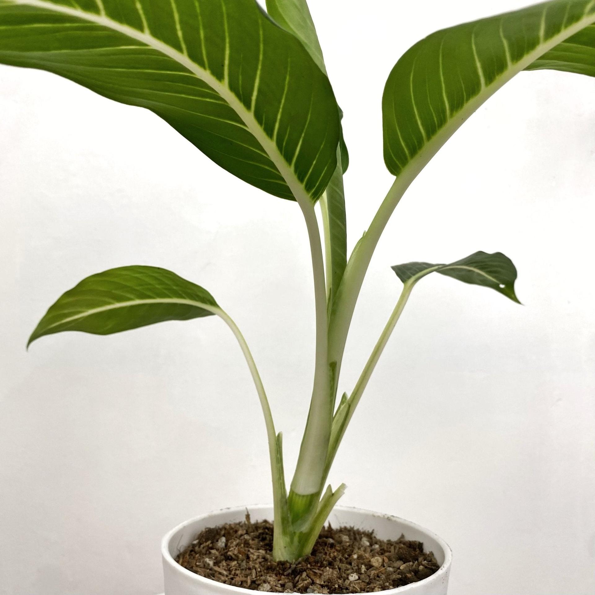Aglaonema ‘Serm Baramee’