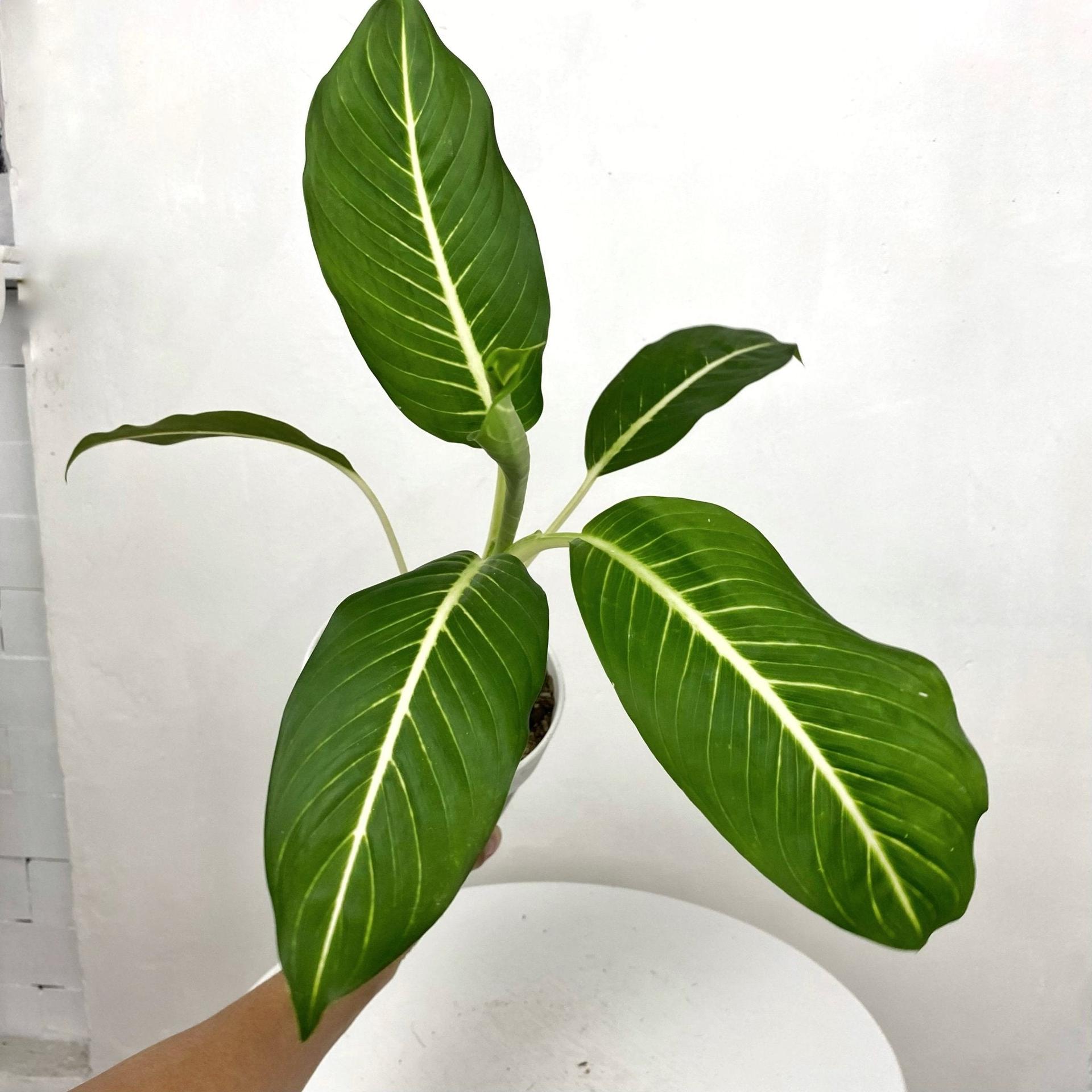 Aglaonema ‘Serm Baramee’