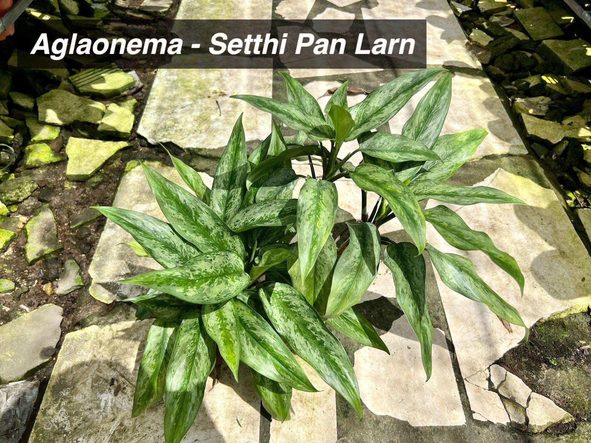 Aglaonema 'Setthi Pan Larn'