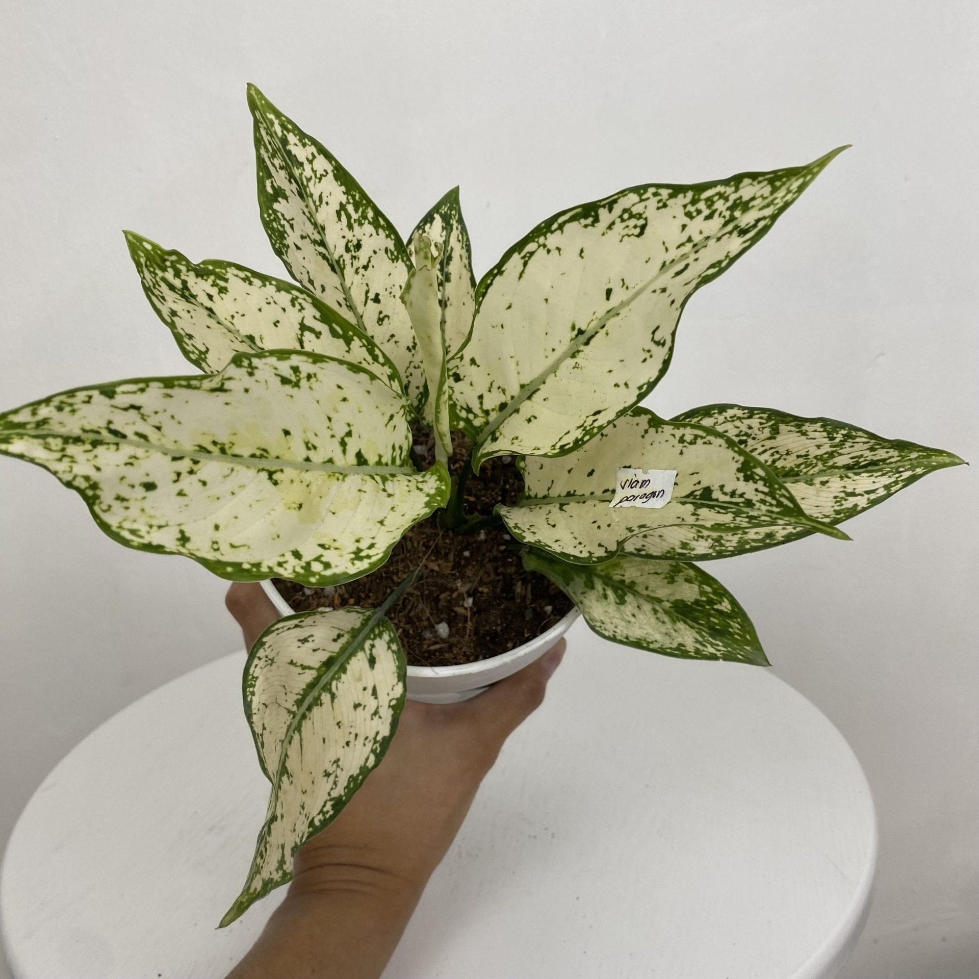Aglaonema ‘Siam Paragon’