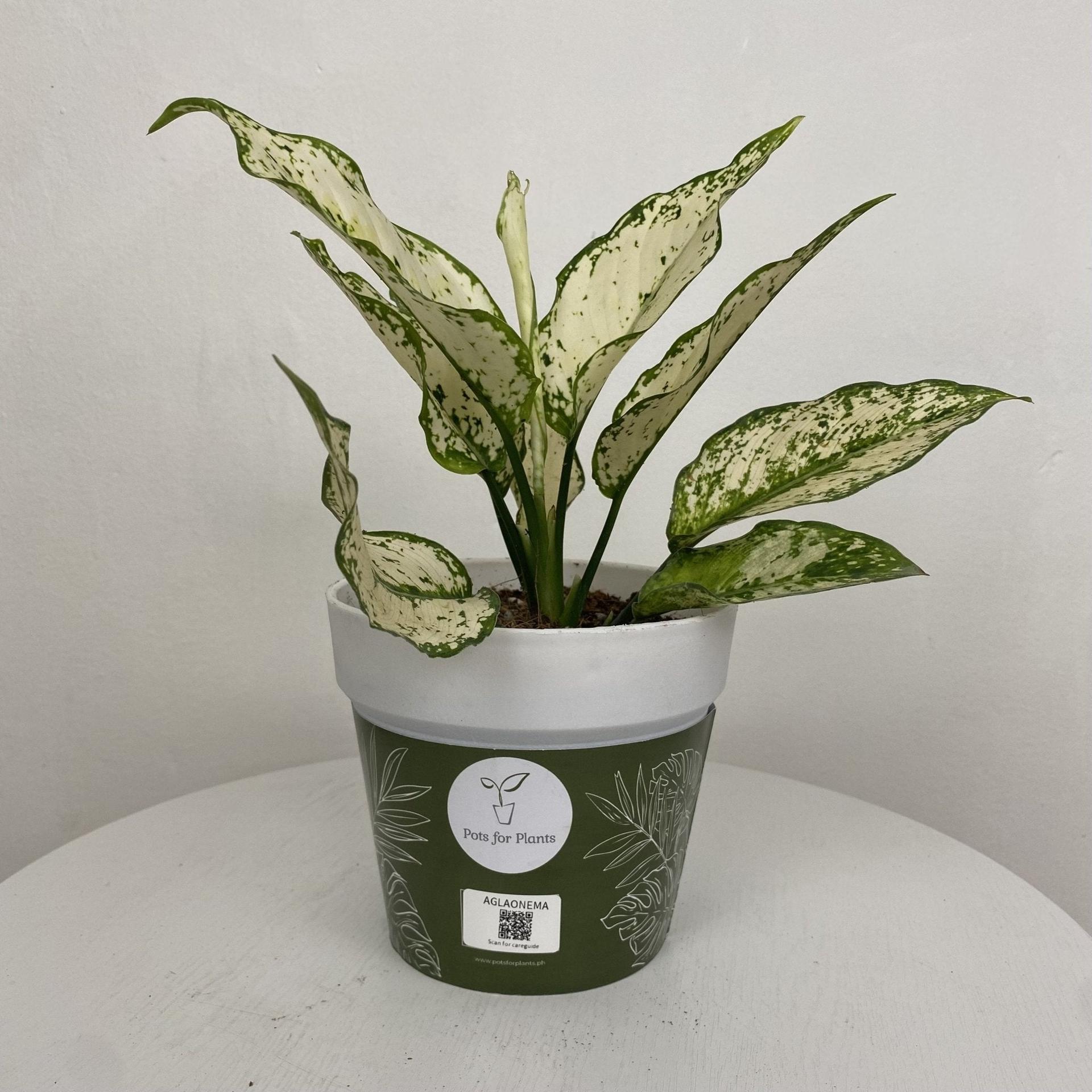 Aglaonema ‘Siam Paragon’