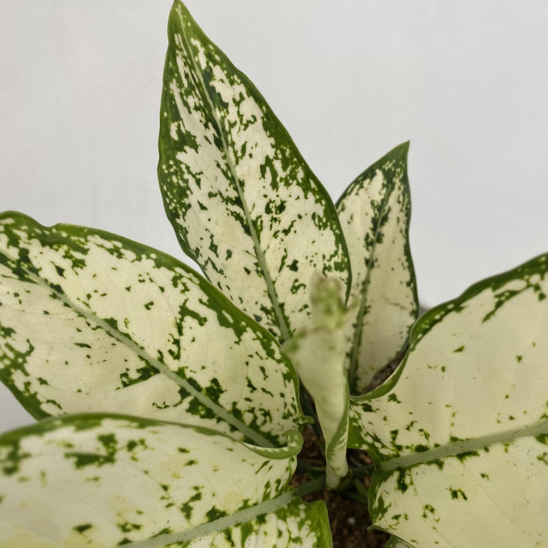 Aglaonema ‘Siam Paragon’