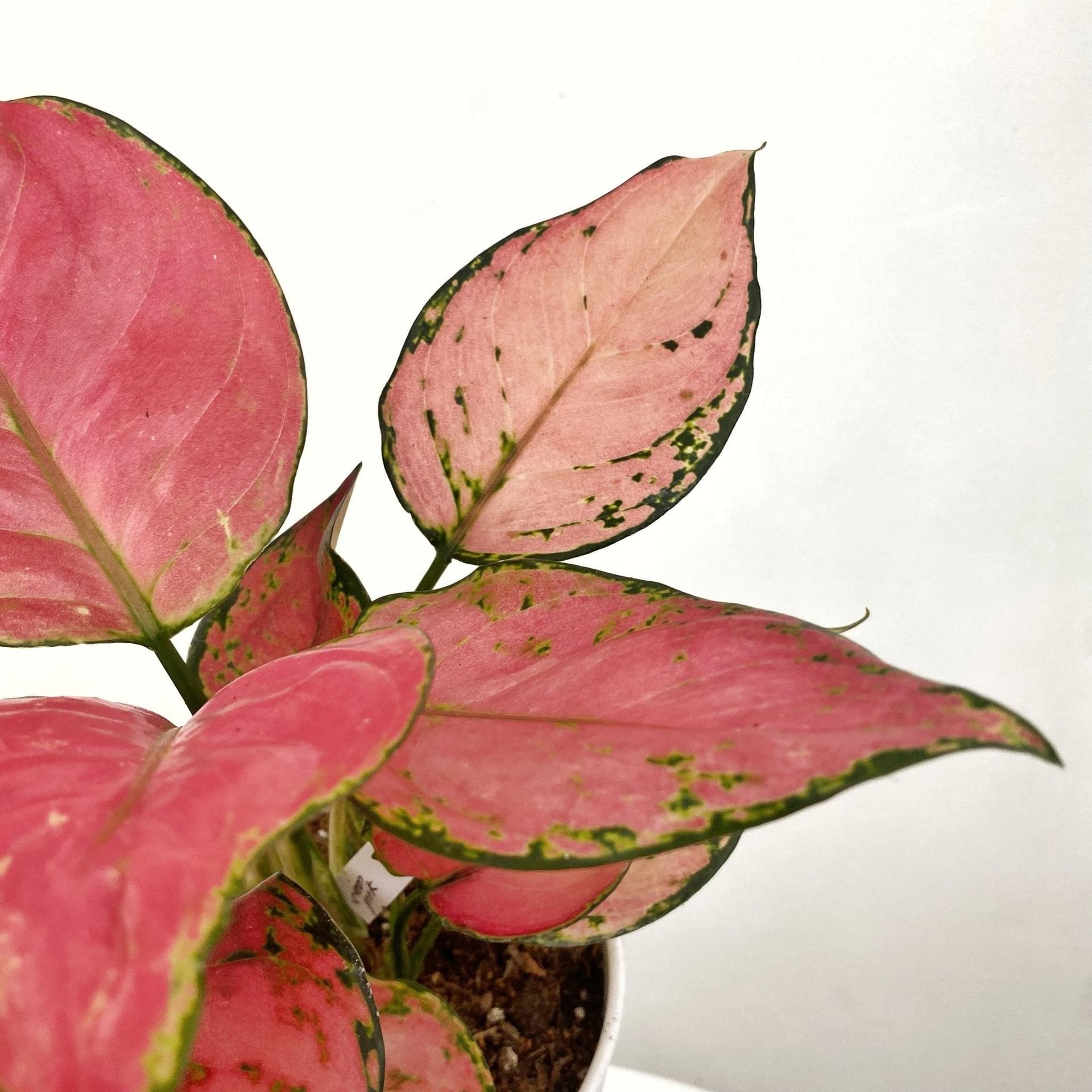 Aglaonema Siam Pink