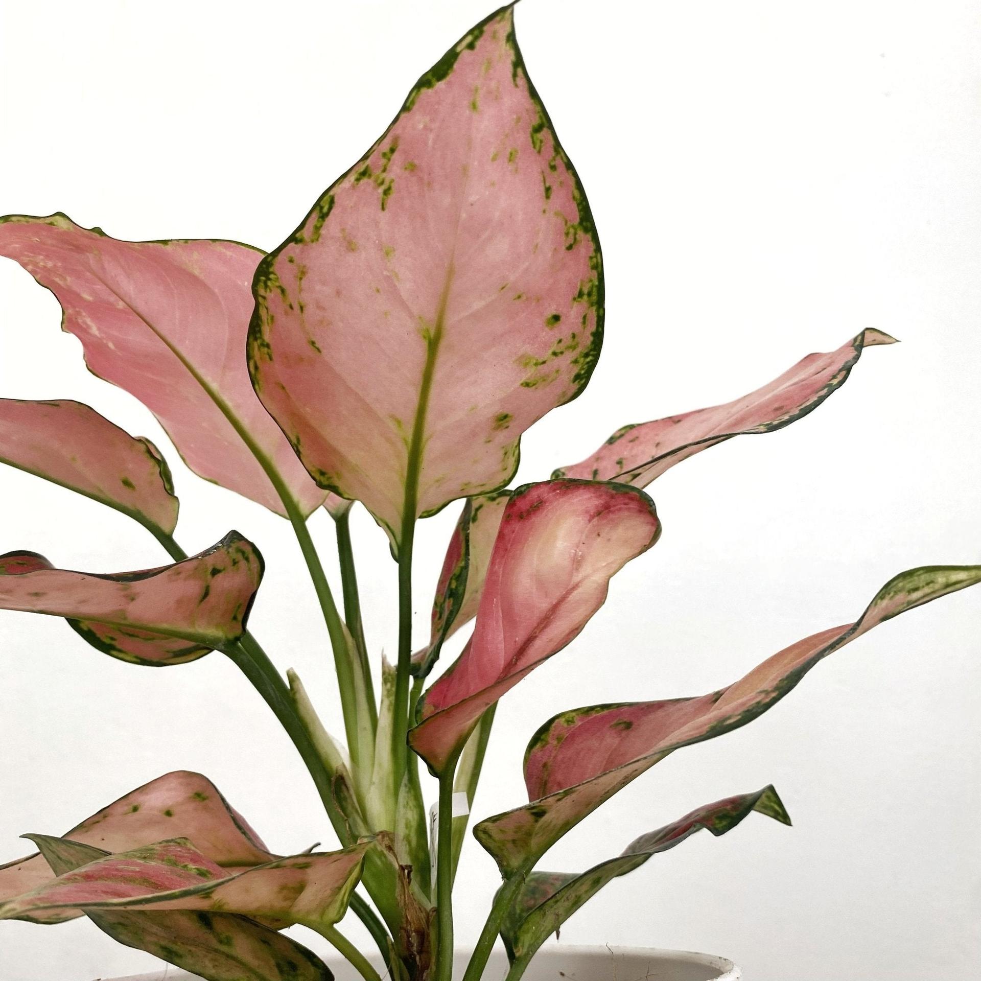 Aglaonema Siam Pink