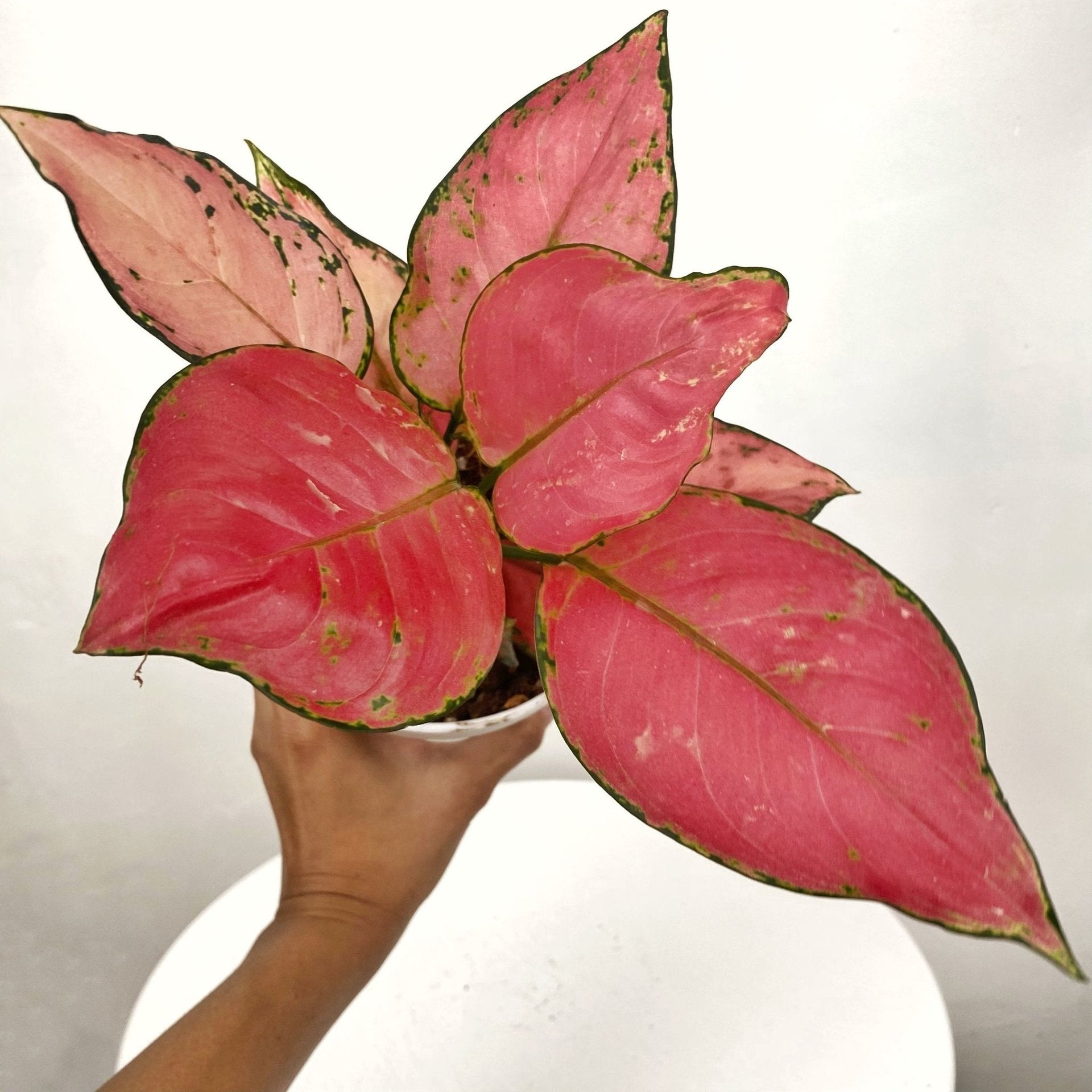 Aglaonema Siam Pink