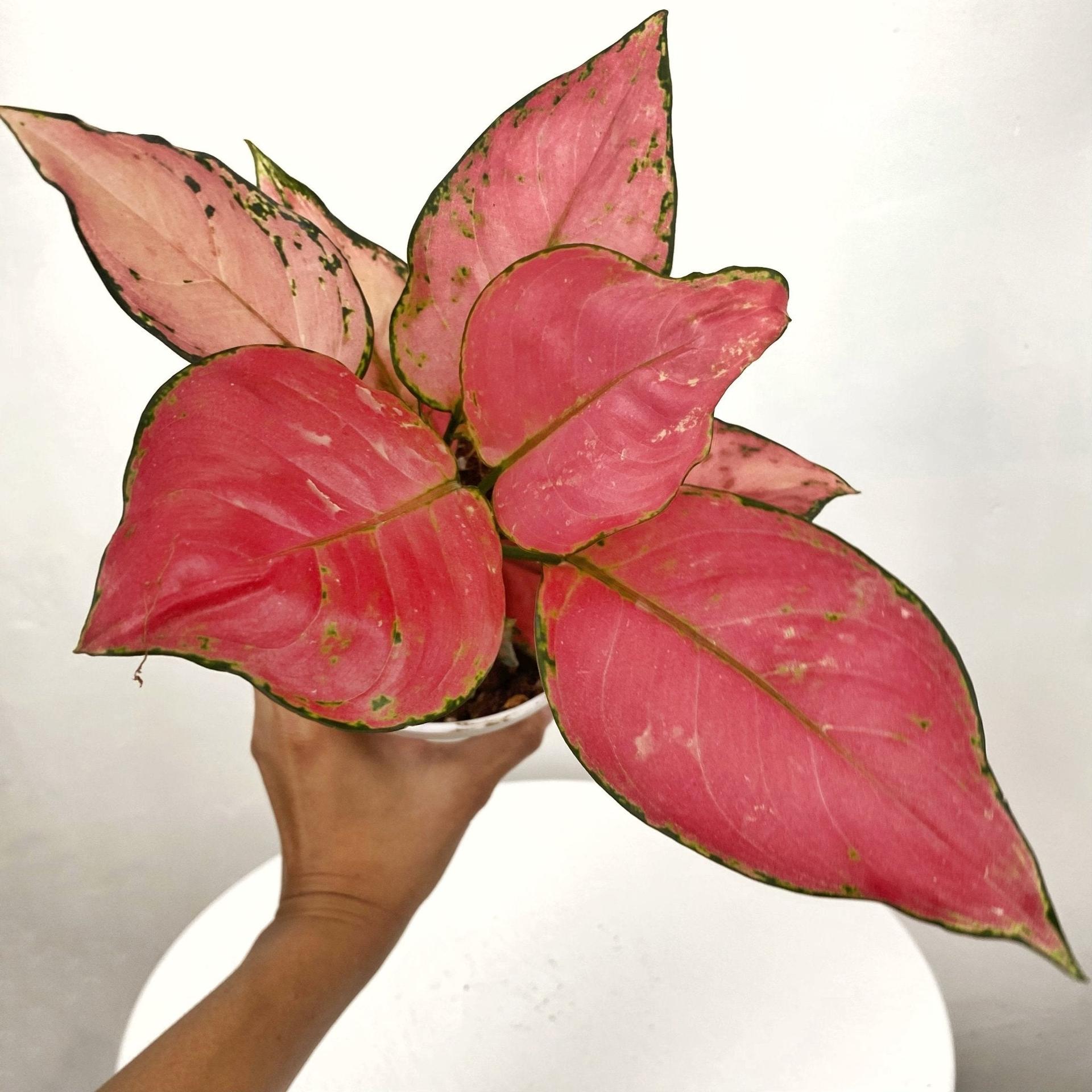 Aglaonema Siam Pink
