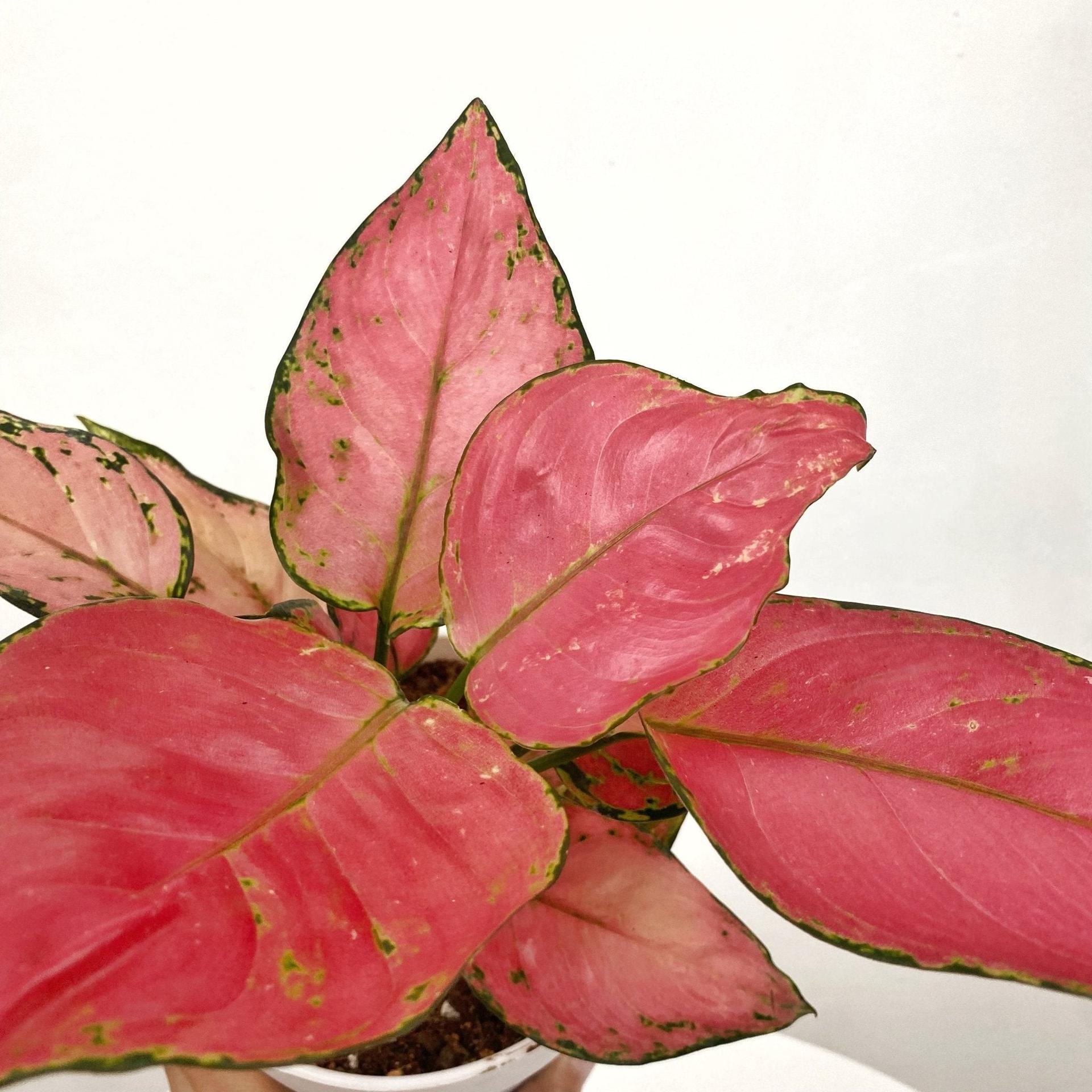 Aglaonema Siam Pink