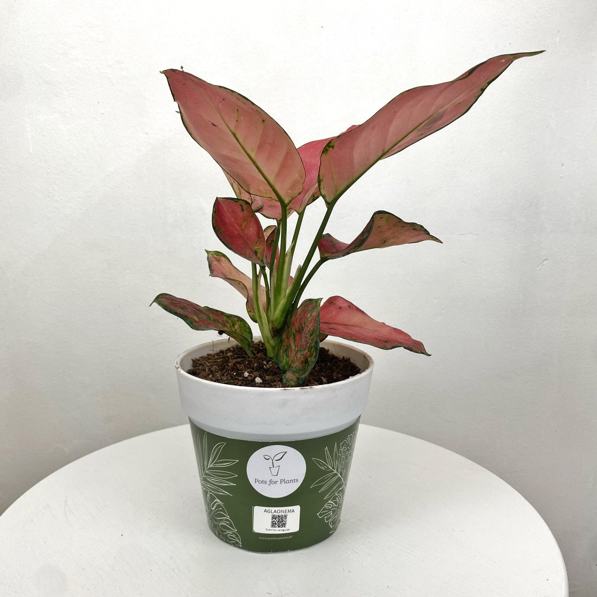 Aglaonema Siam Pink