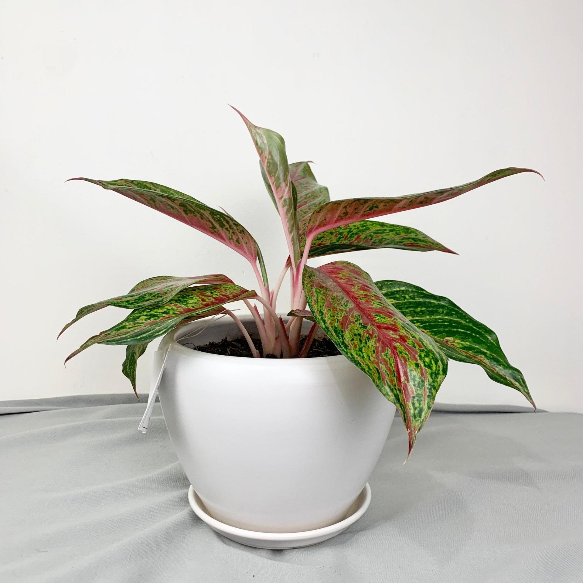Aglaonema ‘Siam Violet’