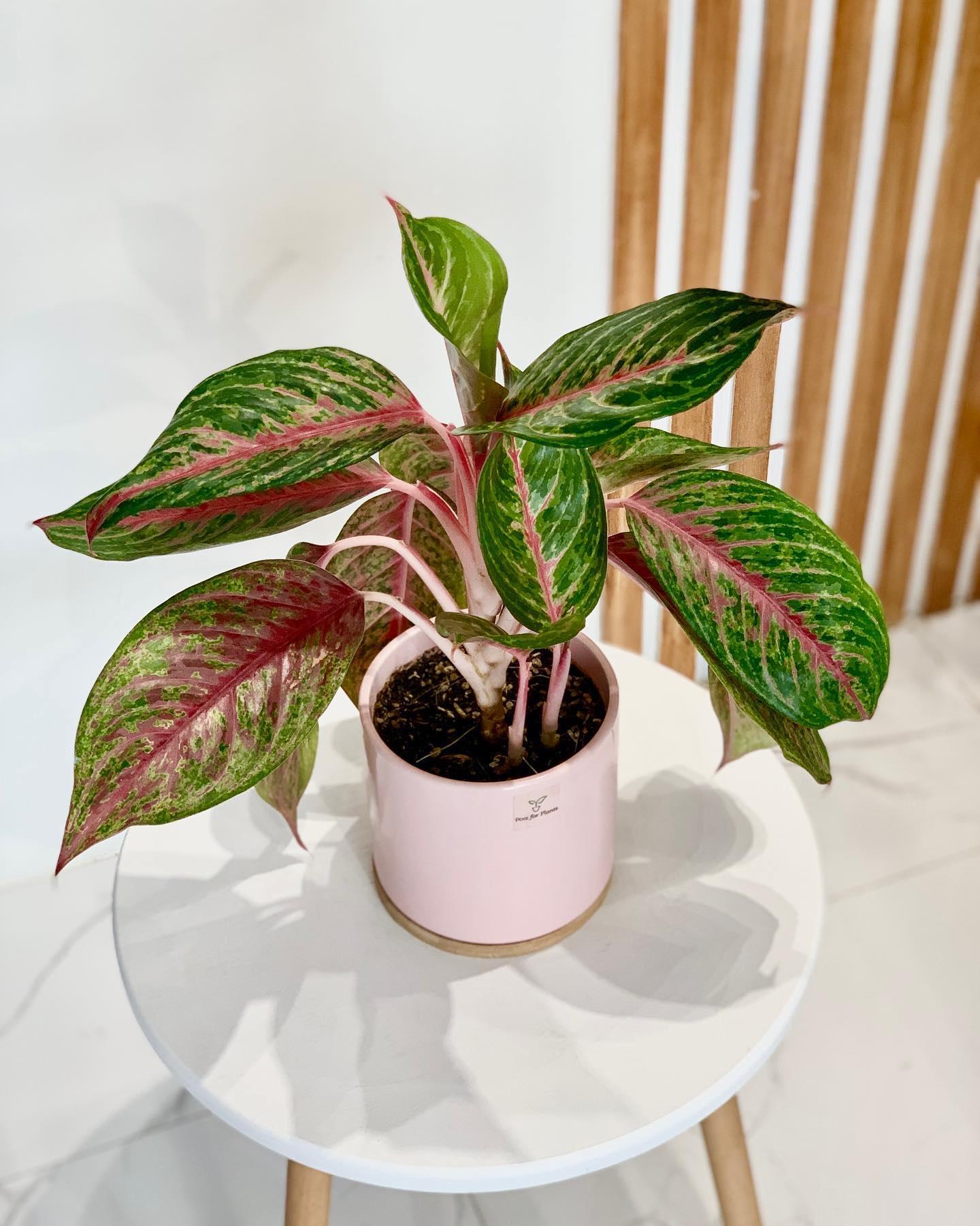 Aglaonema ‘Siam Violet’