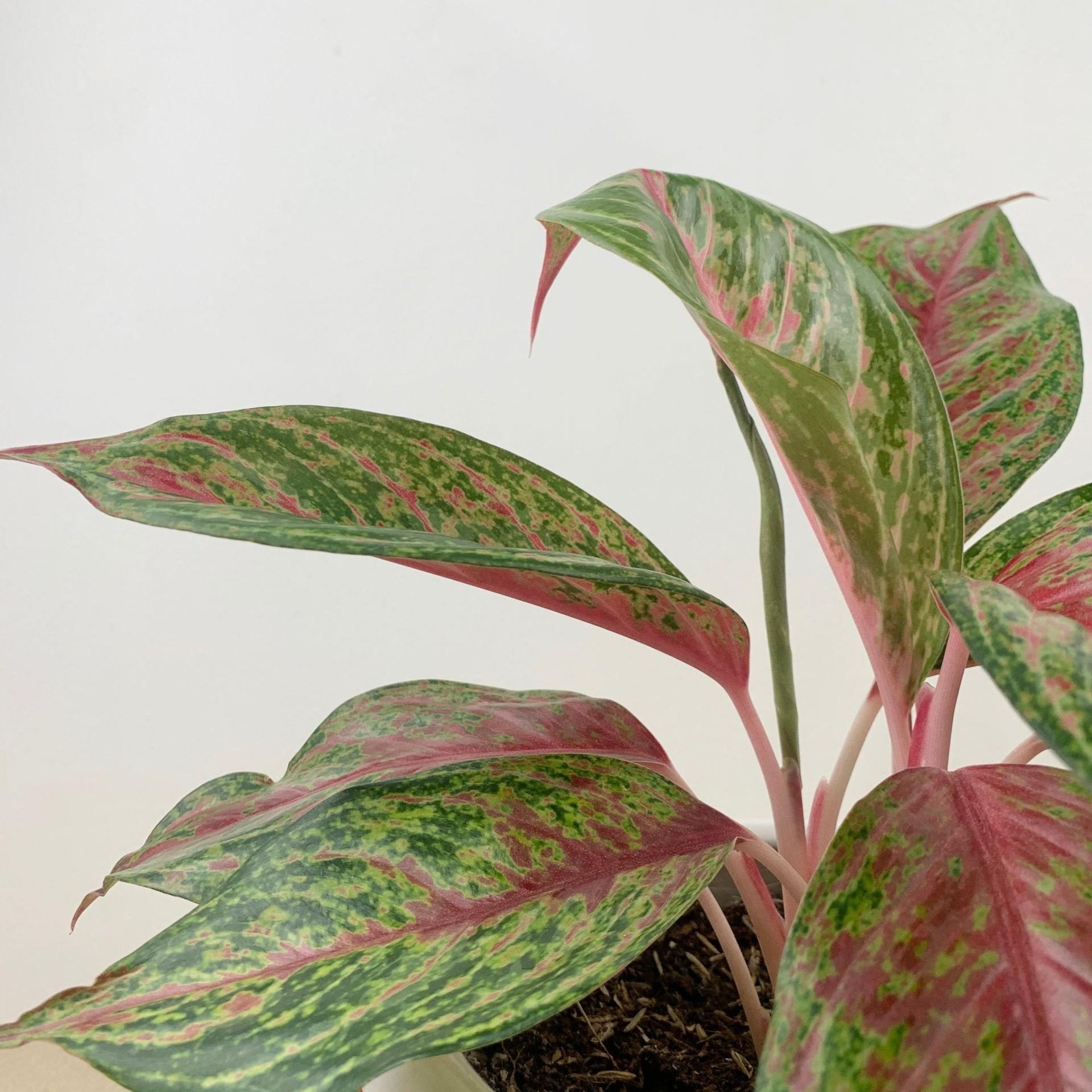 Aglaonema ‘Siam Violet’