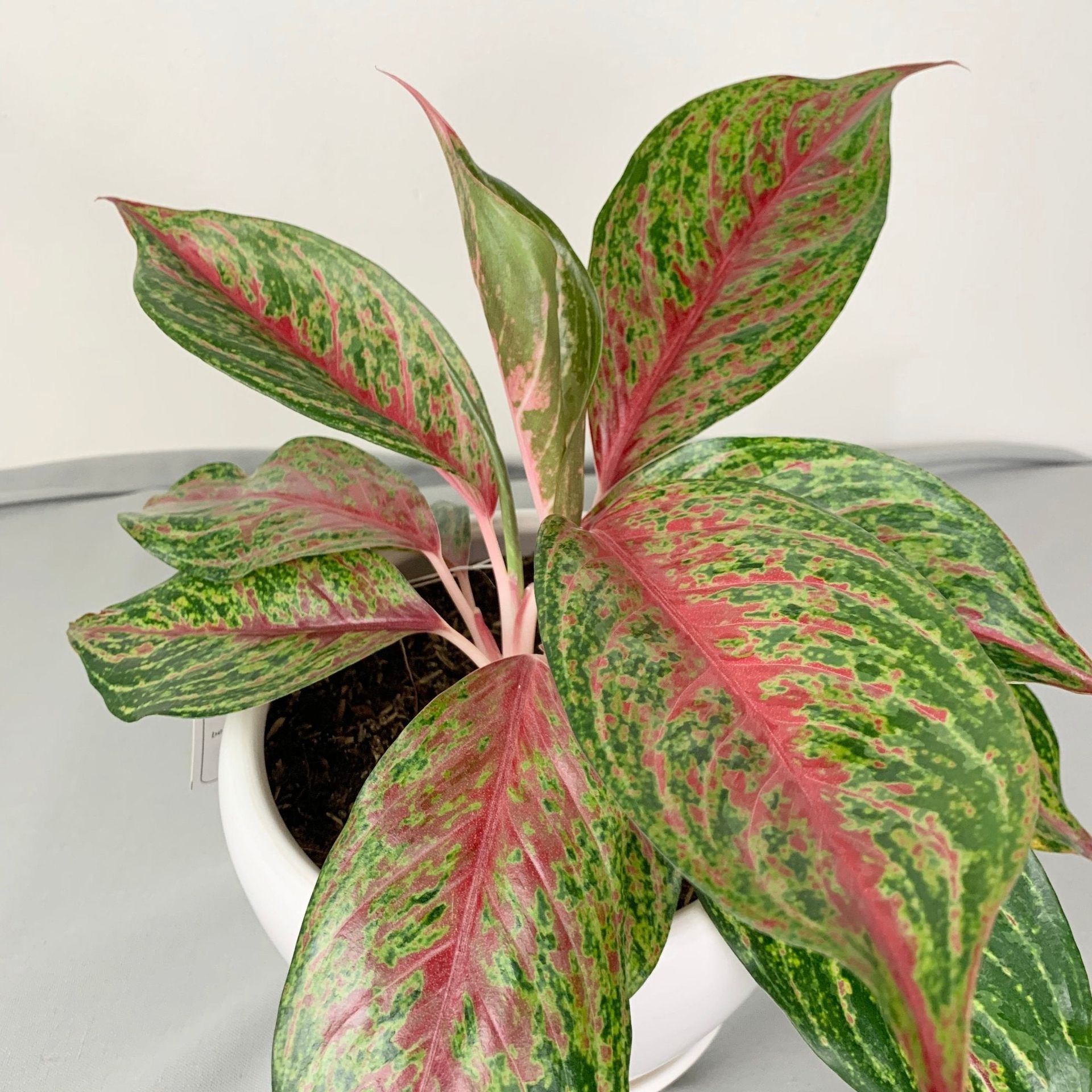 Aglaonema ‘Siam Violet’