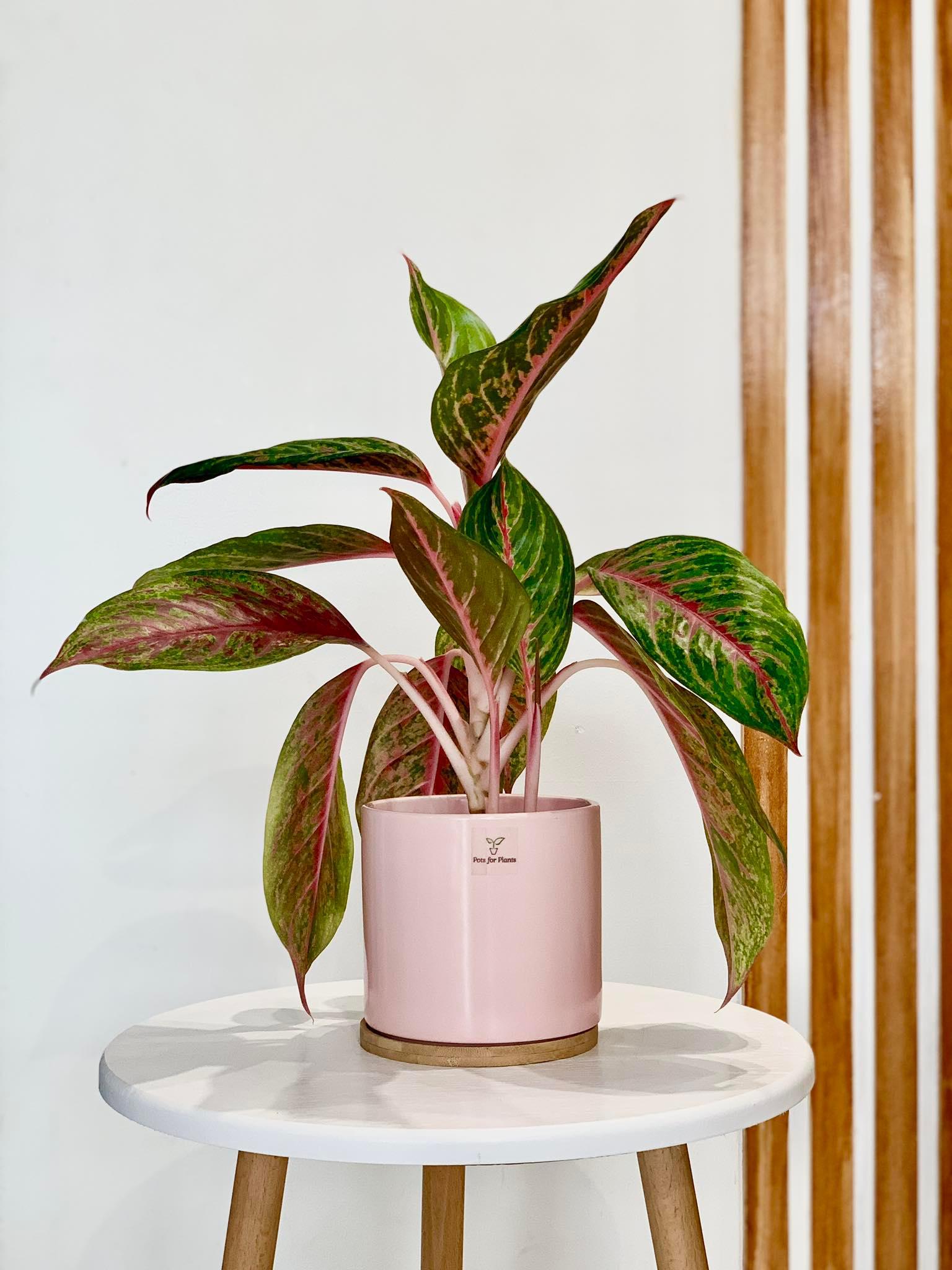 Aglaonema ‘Siam Violet’