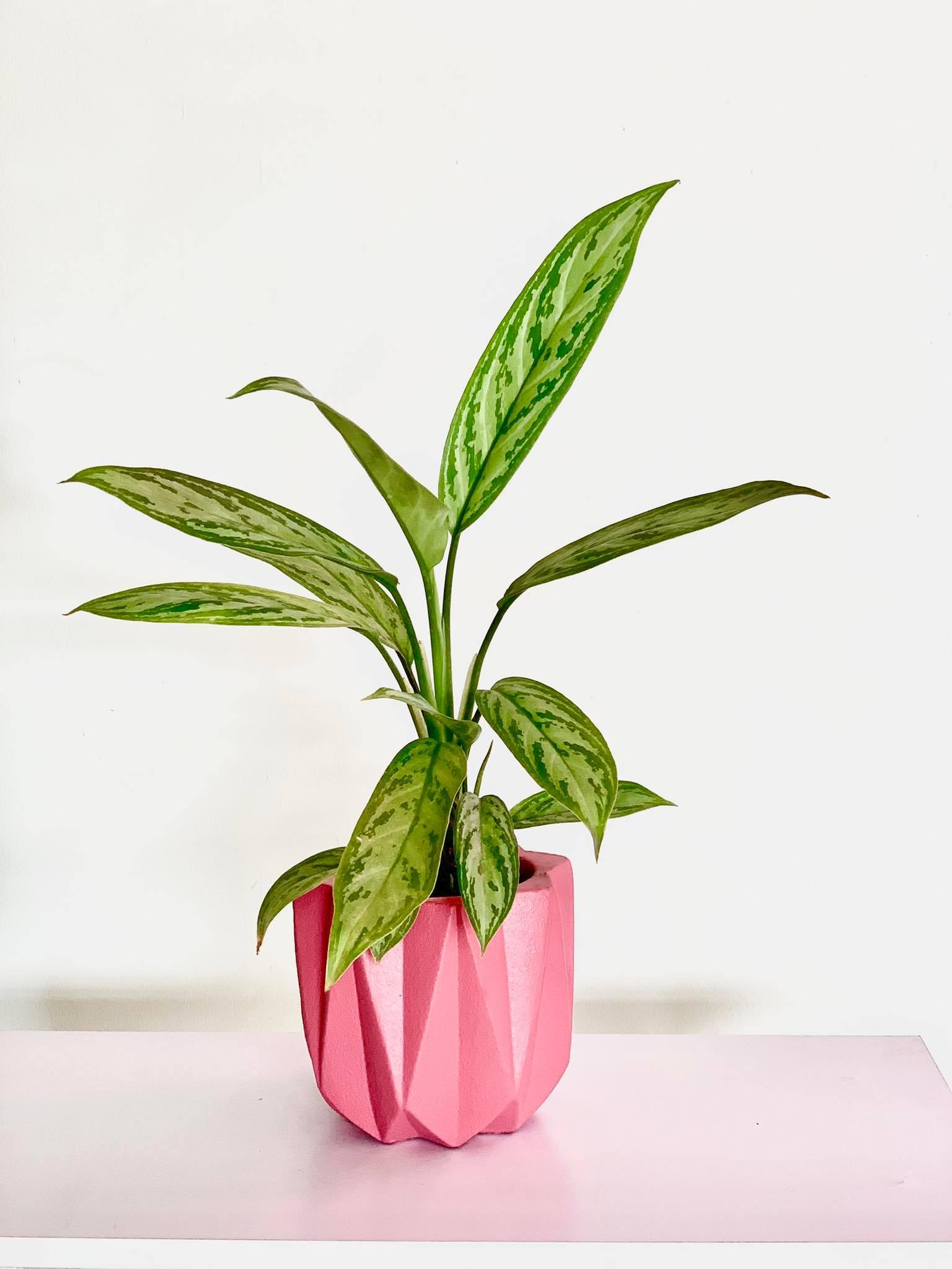 Aglaonema Silver Queen - A Complete Guide