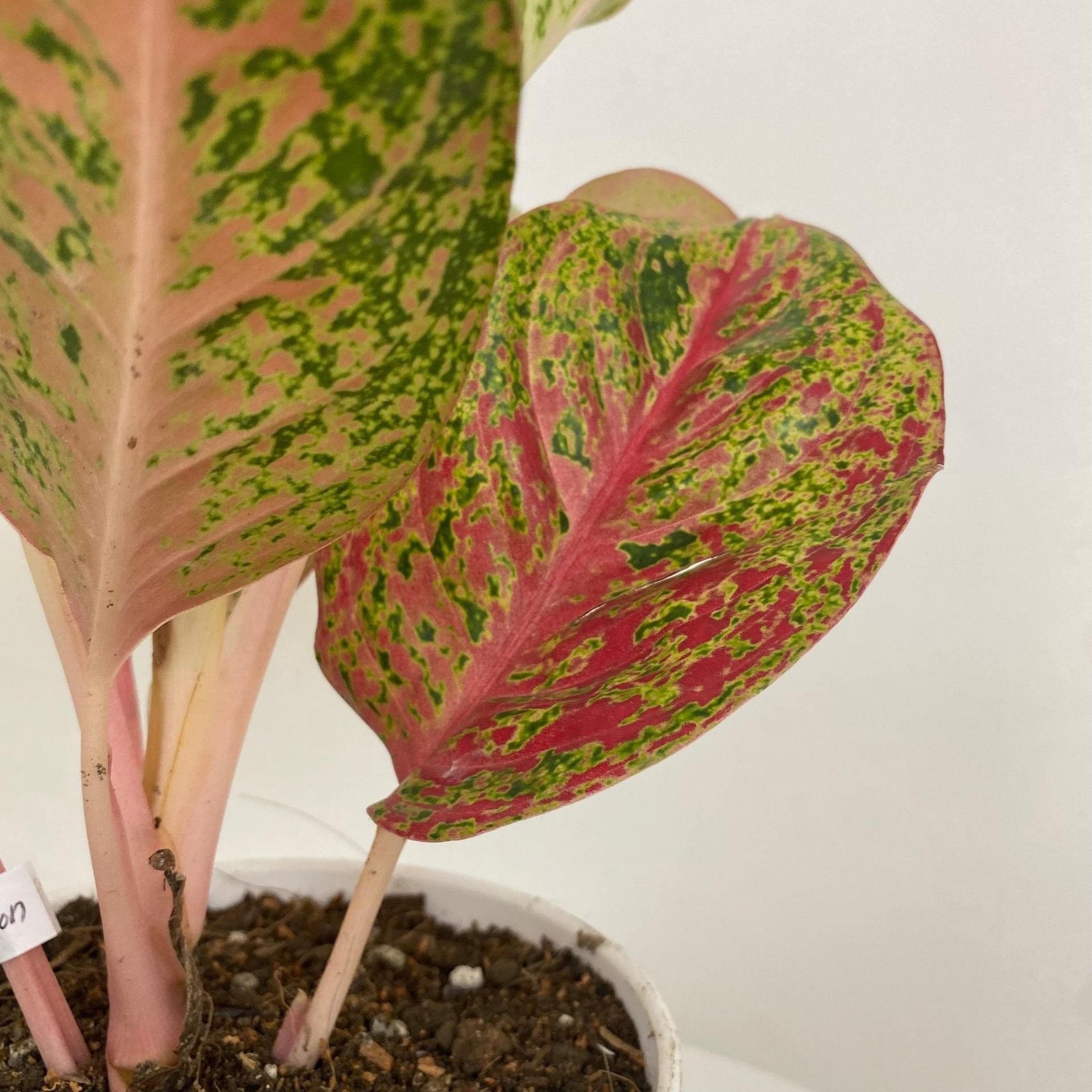 Aglaonema Siri Mongkon