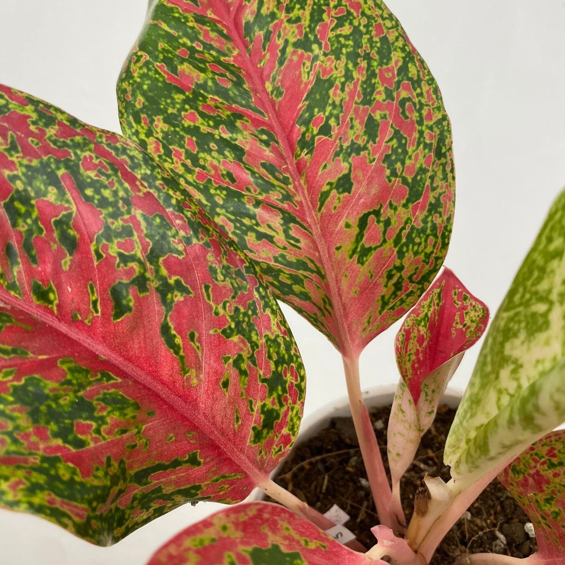Aglaonema Siri Mongkon