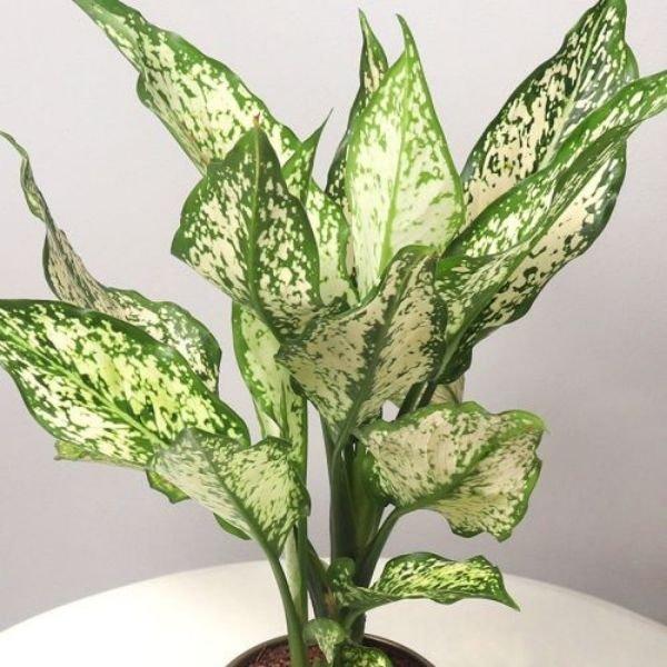 Aglaonema Snow White