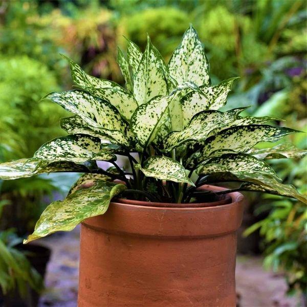 Aglaonema Snow White