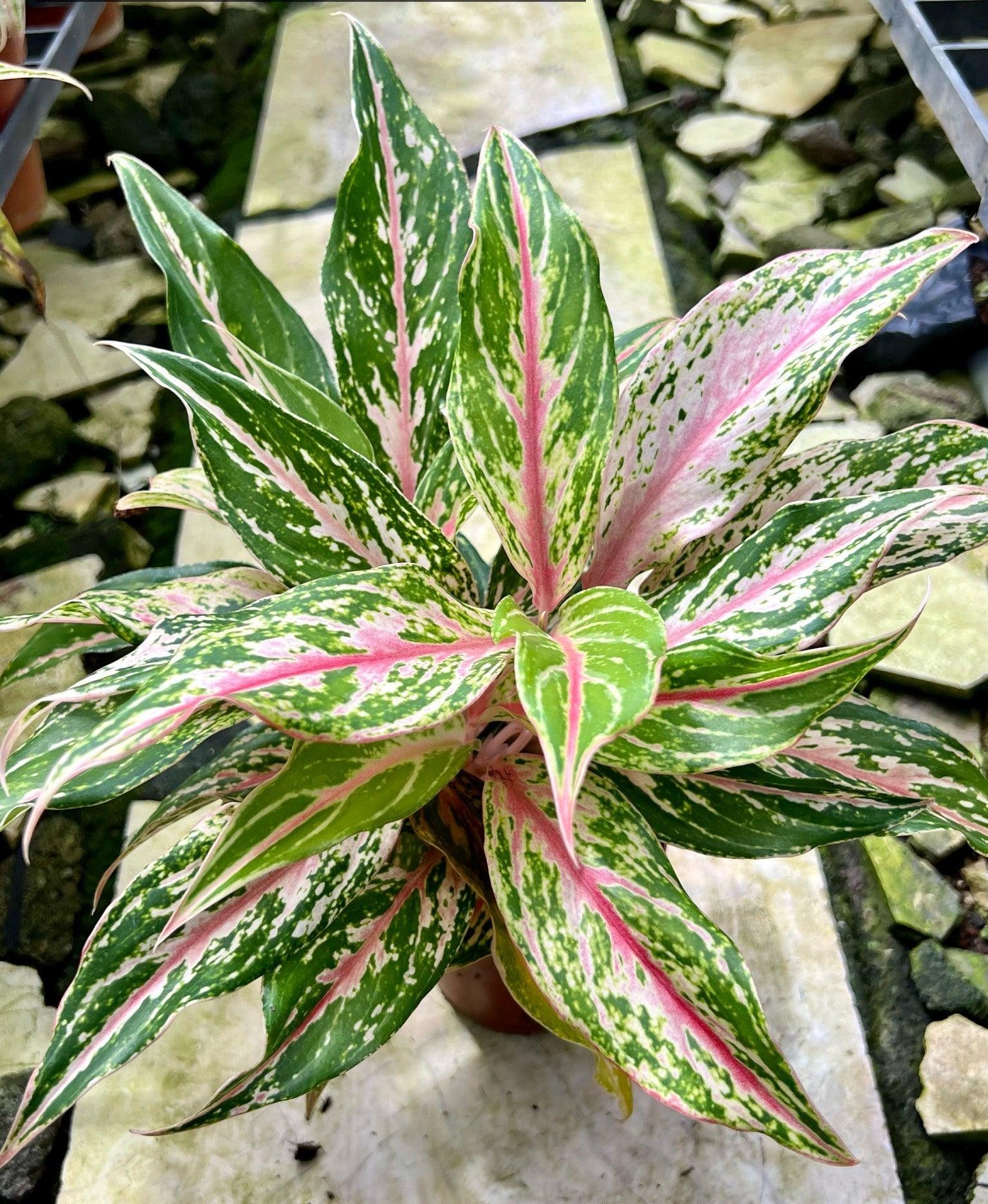 Aglaonema SP.