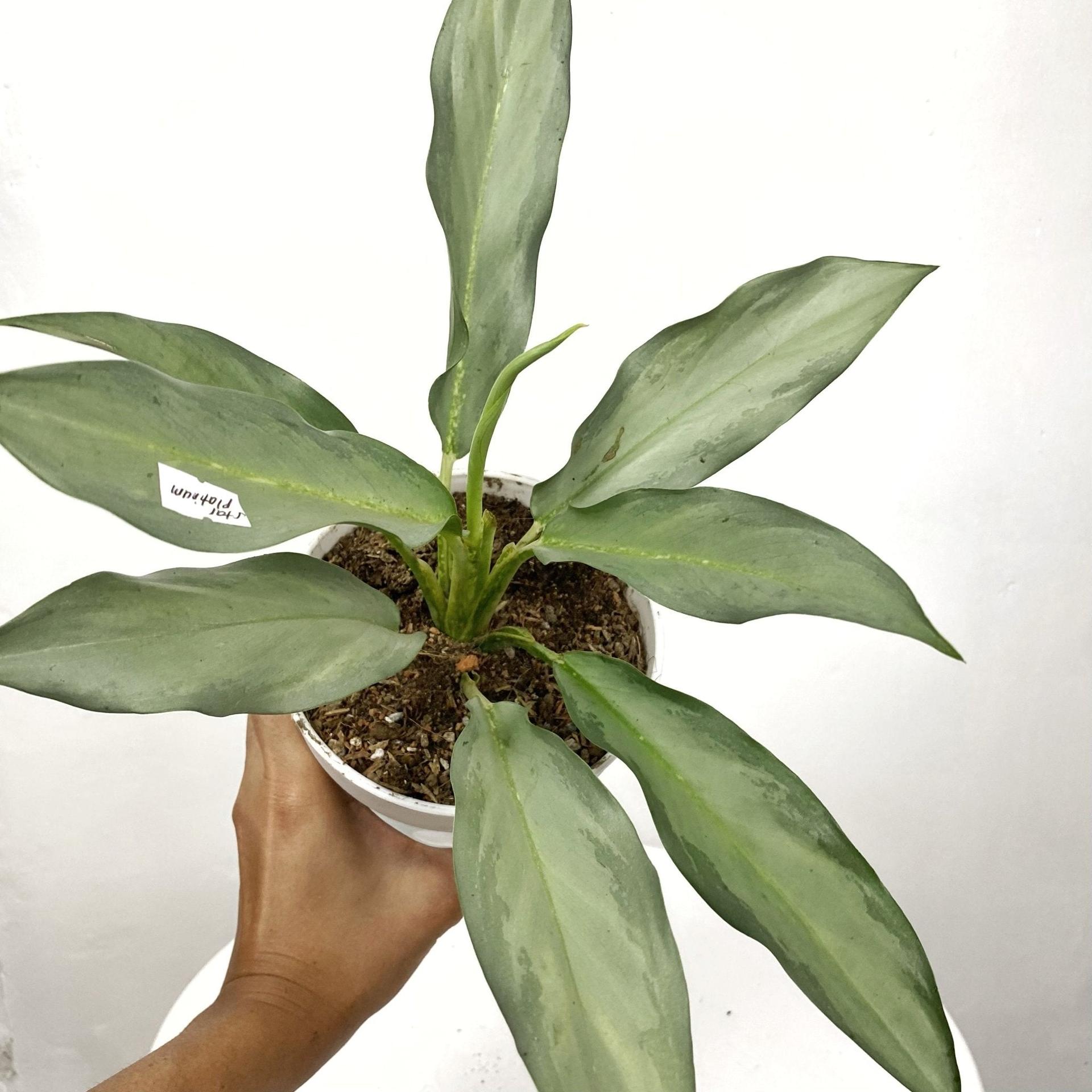 Aglaonema Star Platinum