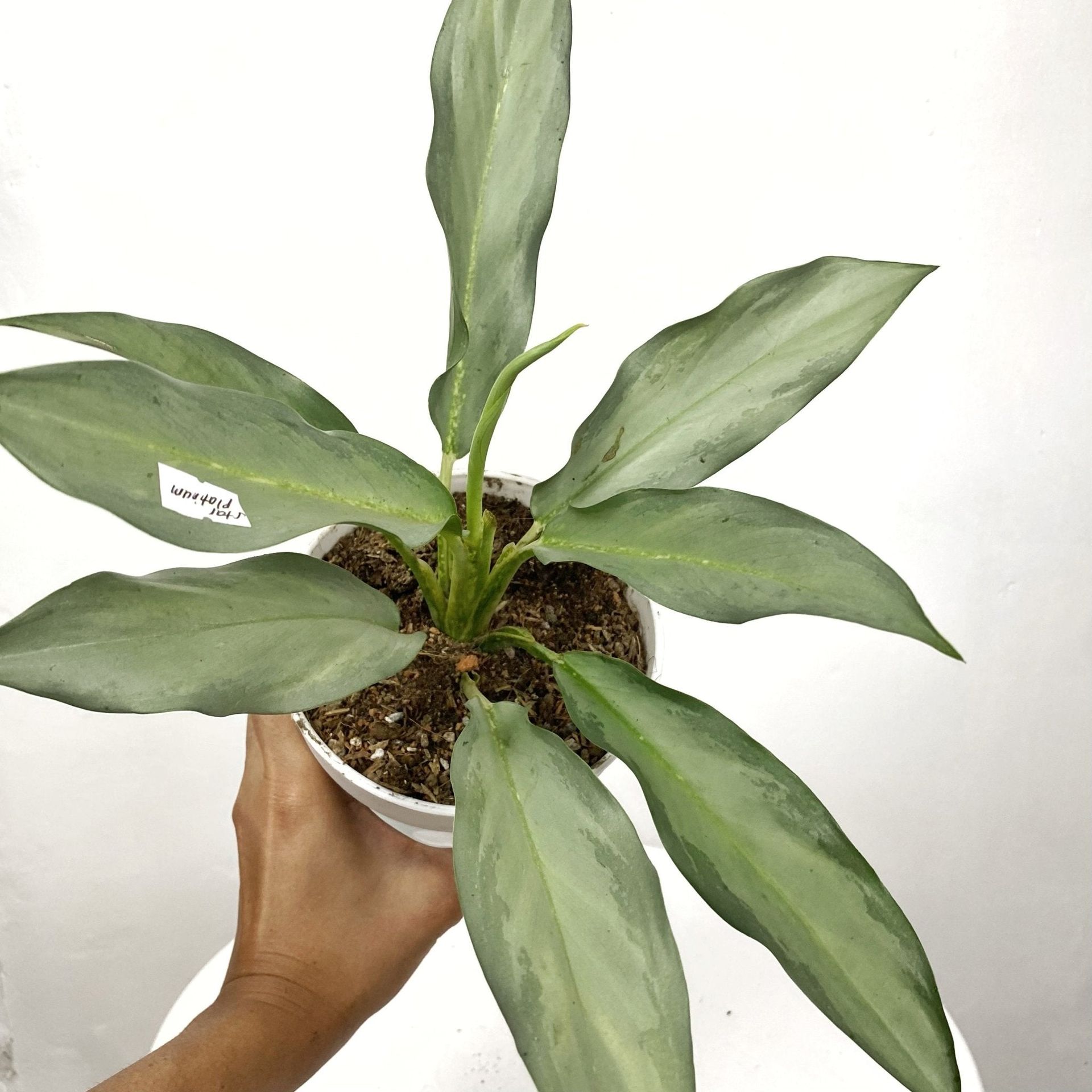 Aglaonema Star Platinum