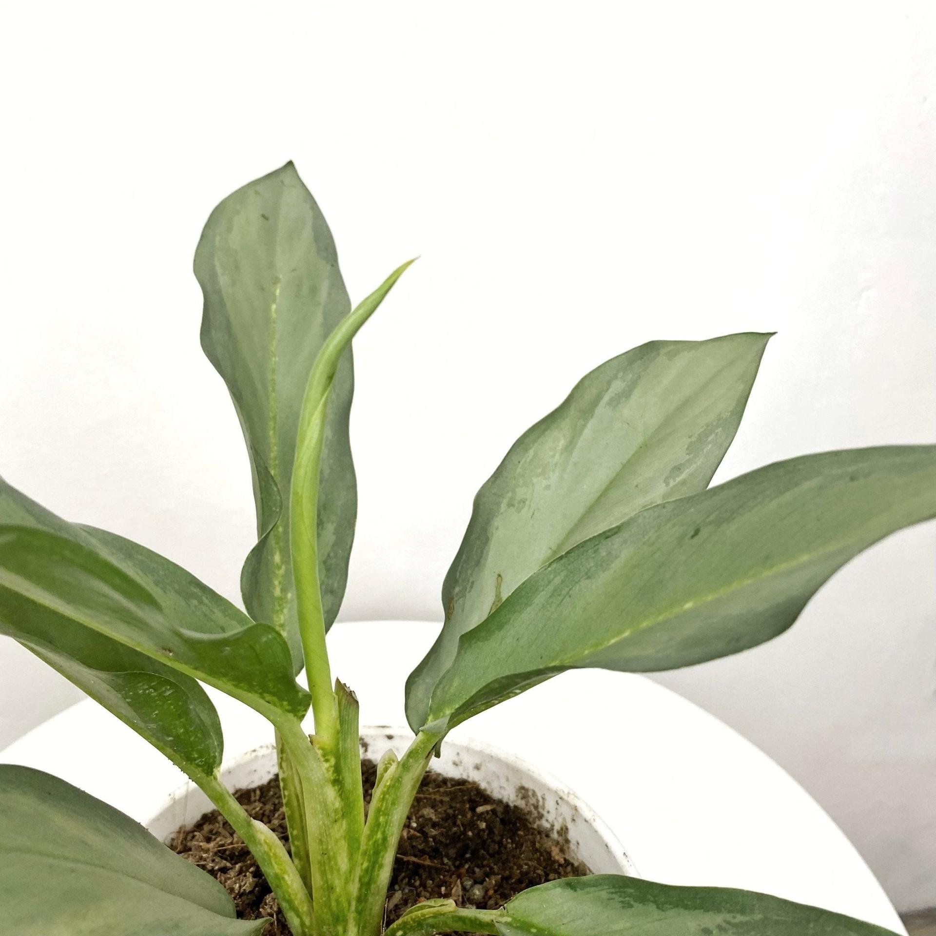 Aglaonema Star Platinum