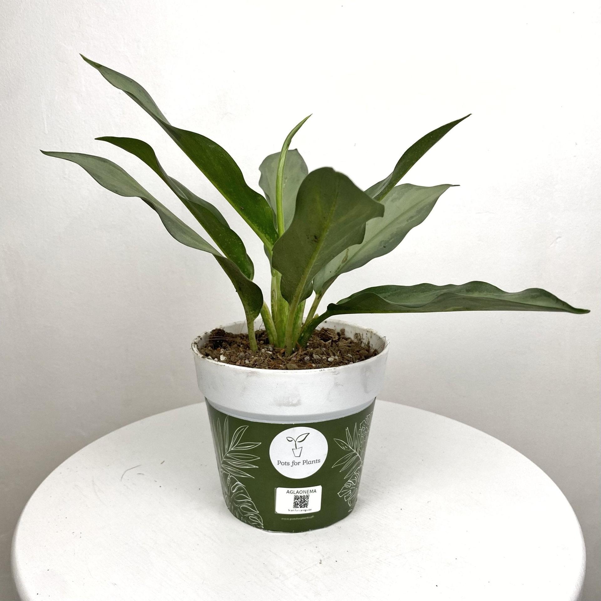 Aglaonema Star Platinum
