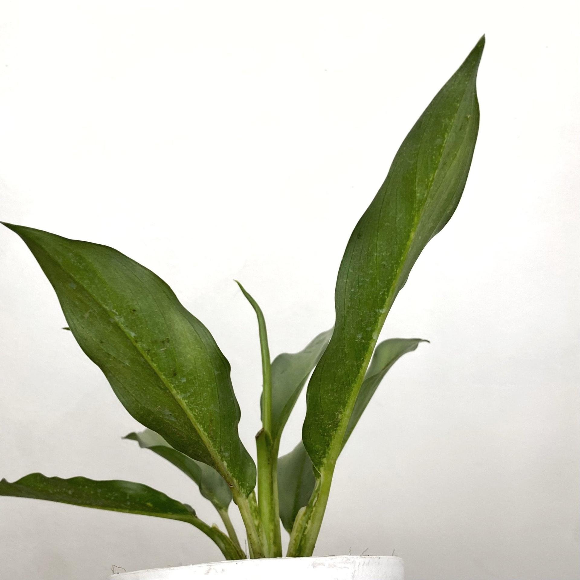 Aglaonema Star Platinum