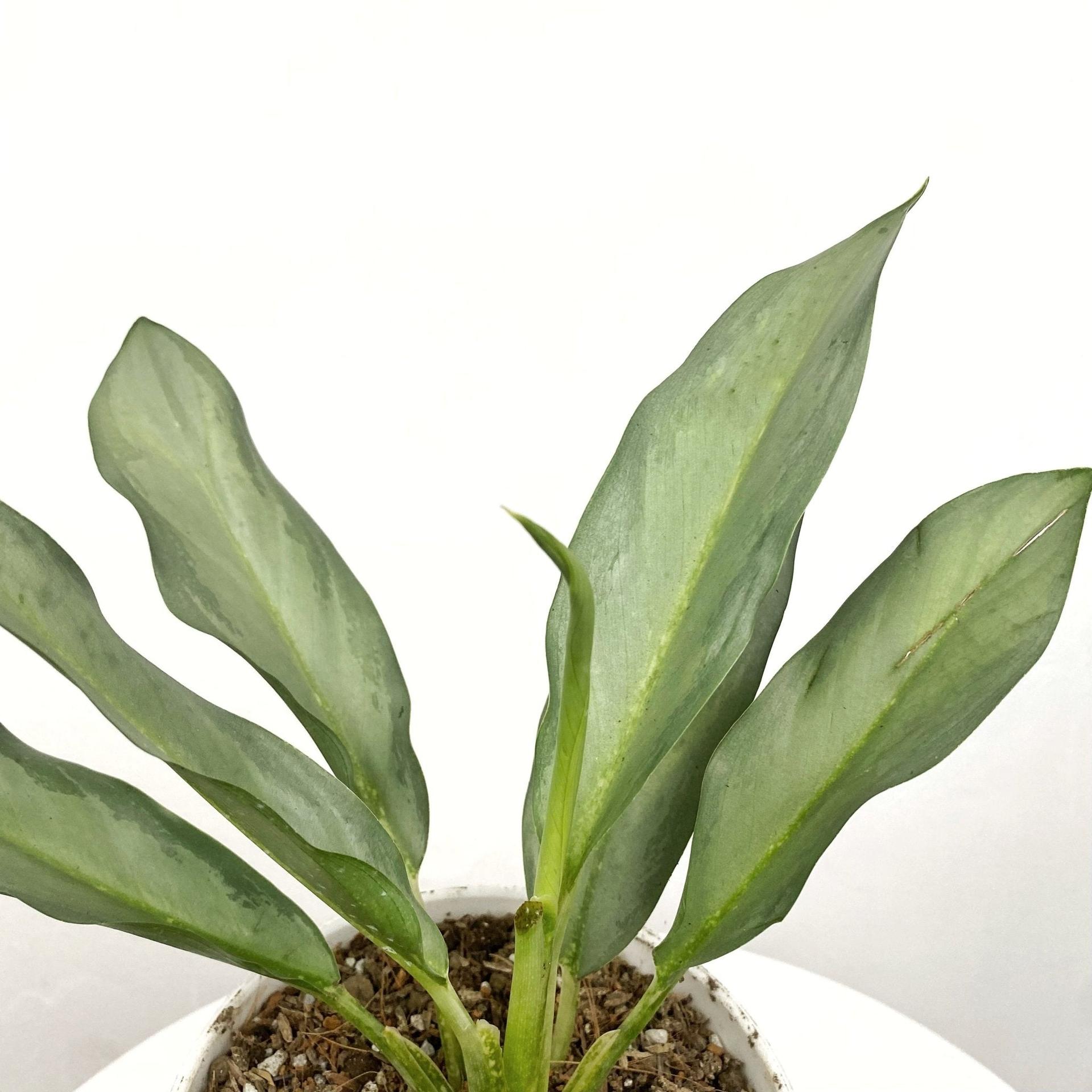 Aglaonema Star Platinum