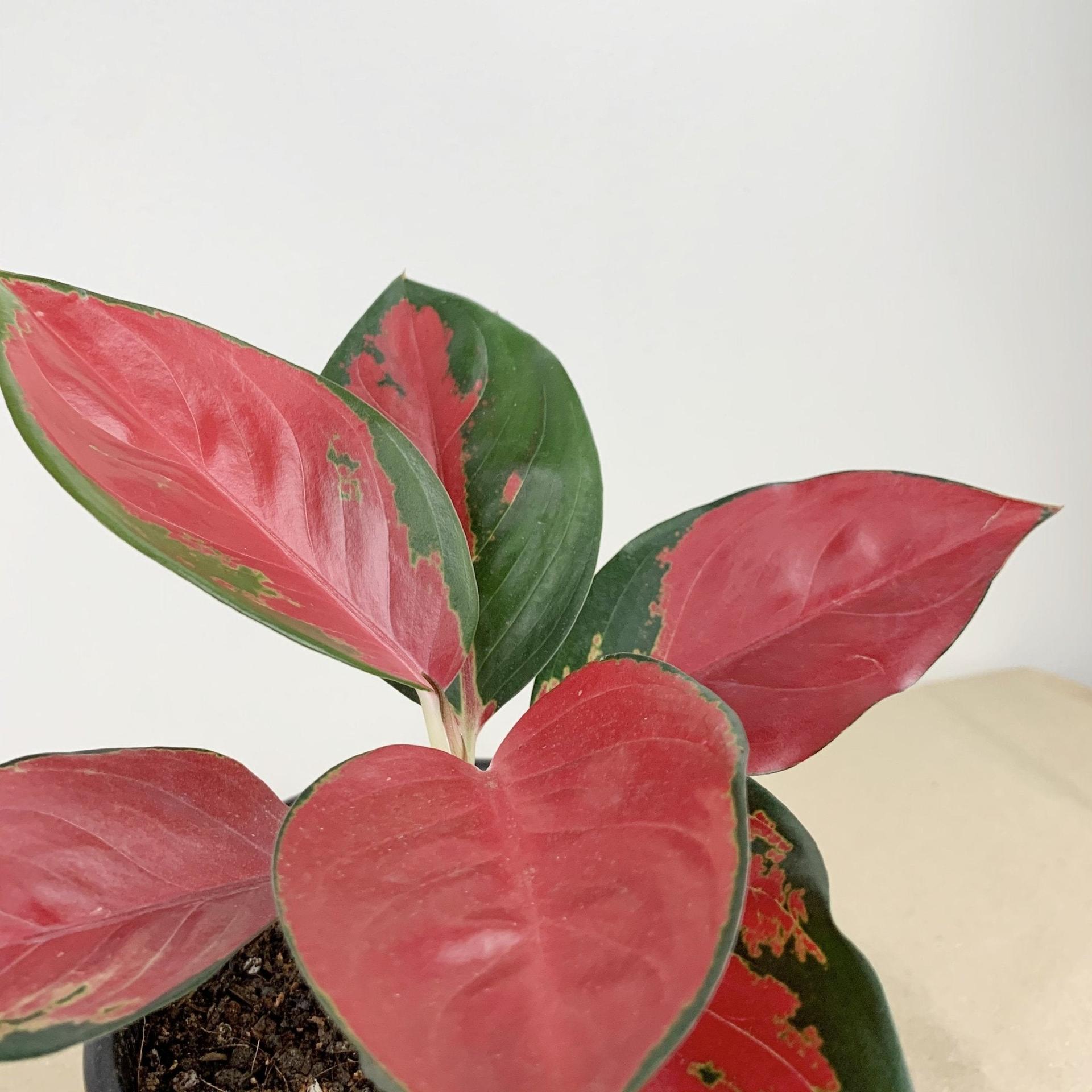 Aglaonema "suksom jaipong" Plant