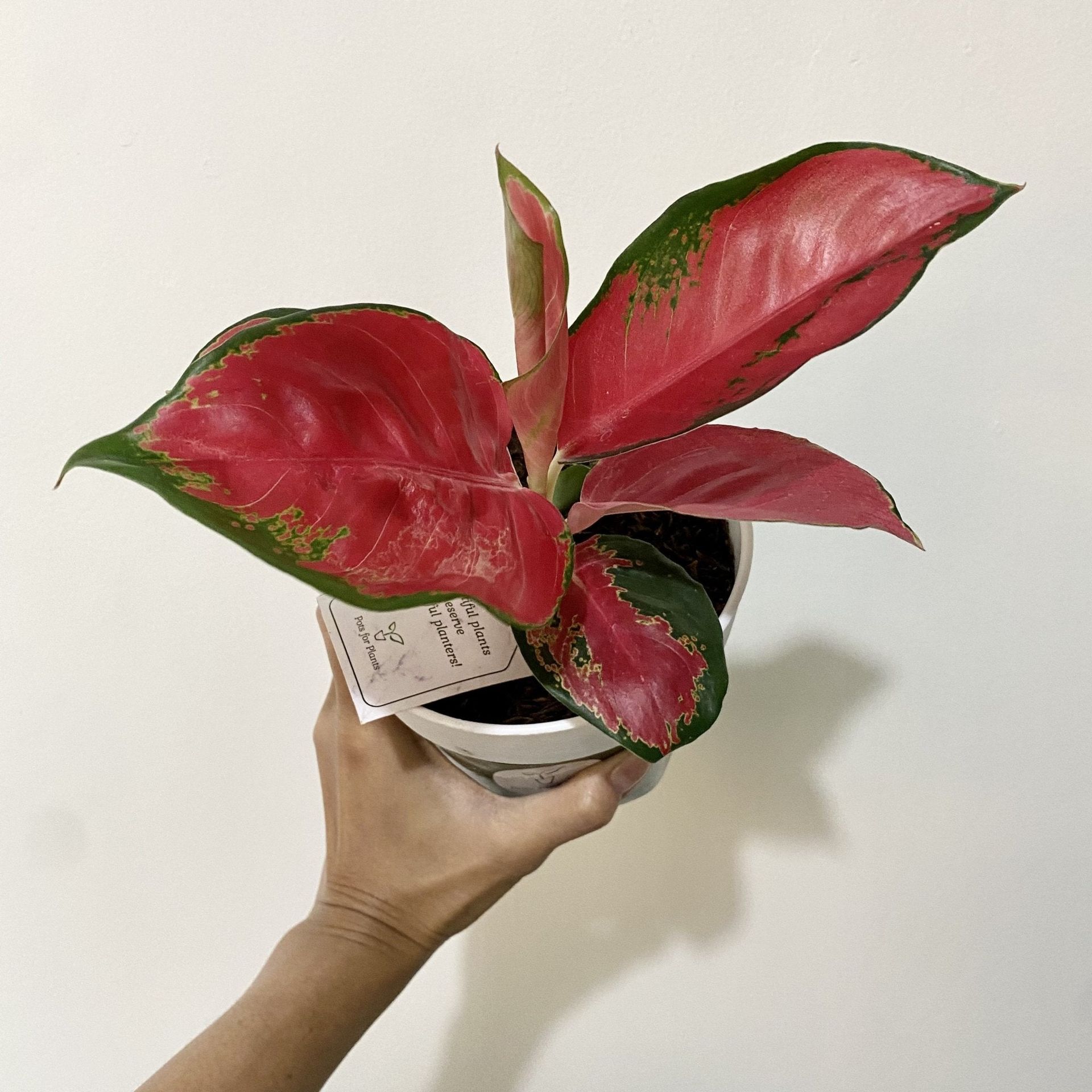 Aglaonema "suksom jaipong" Plant