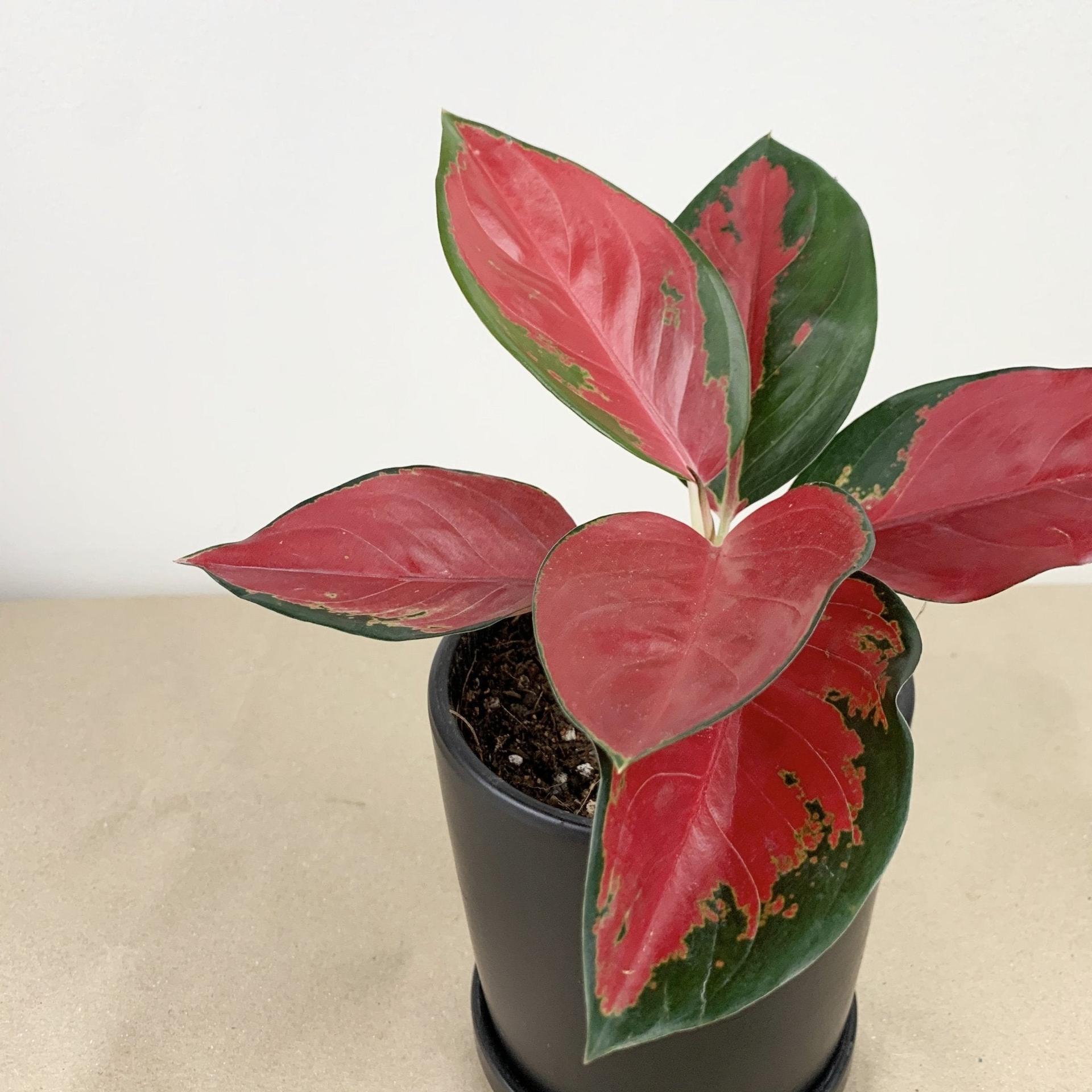 Aglaonema "suksom jaipong" Plant