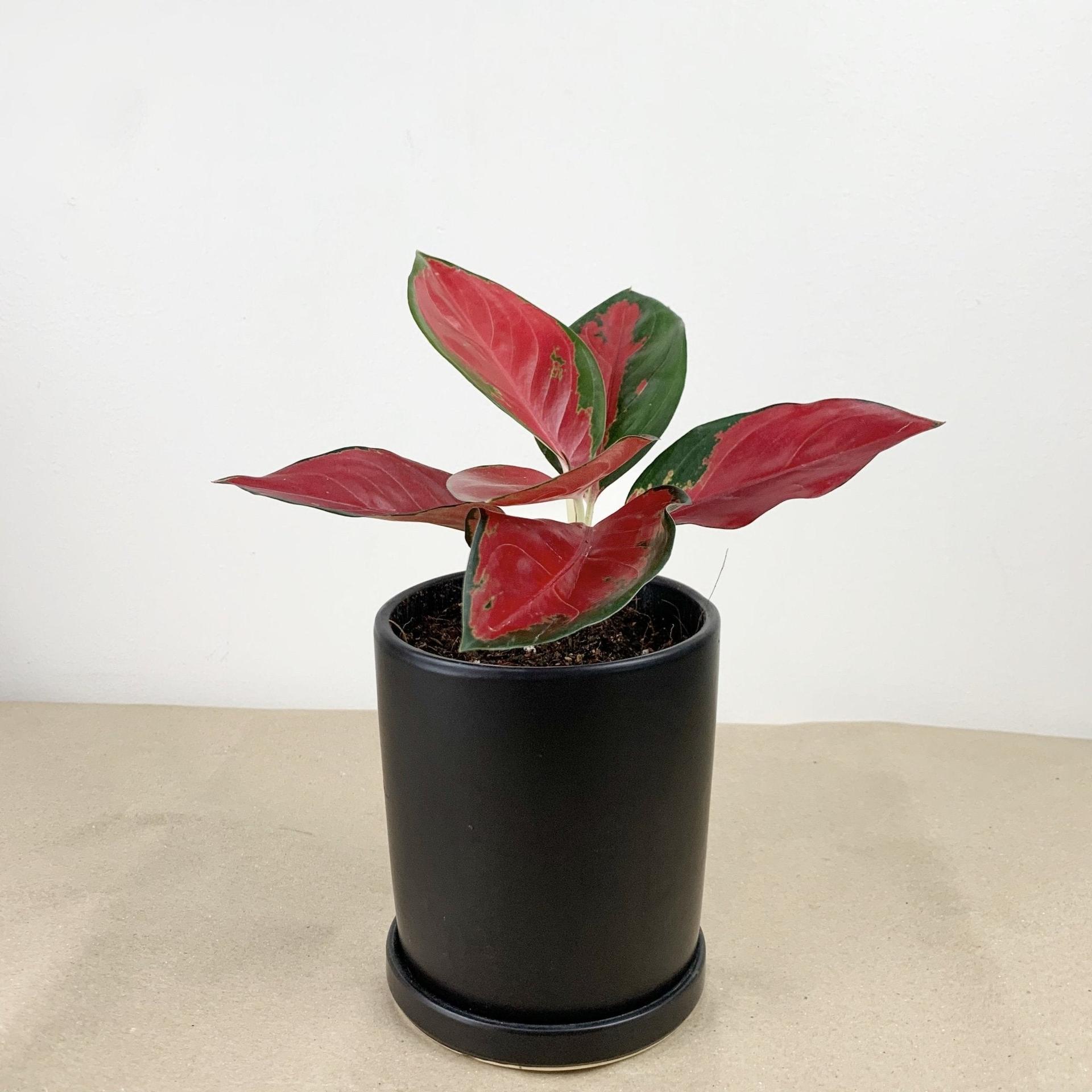 Aglaonema "suksom jaipong" Plant