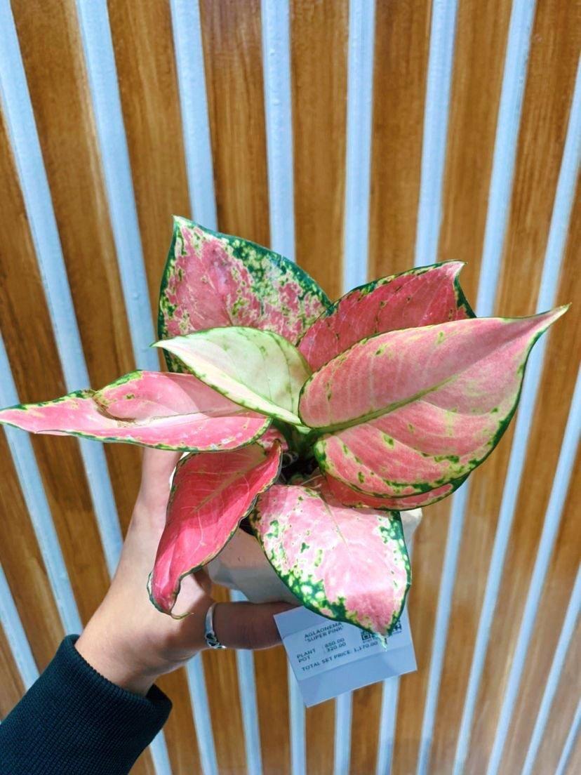 Aglaonema Super Pink