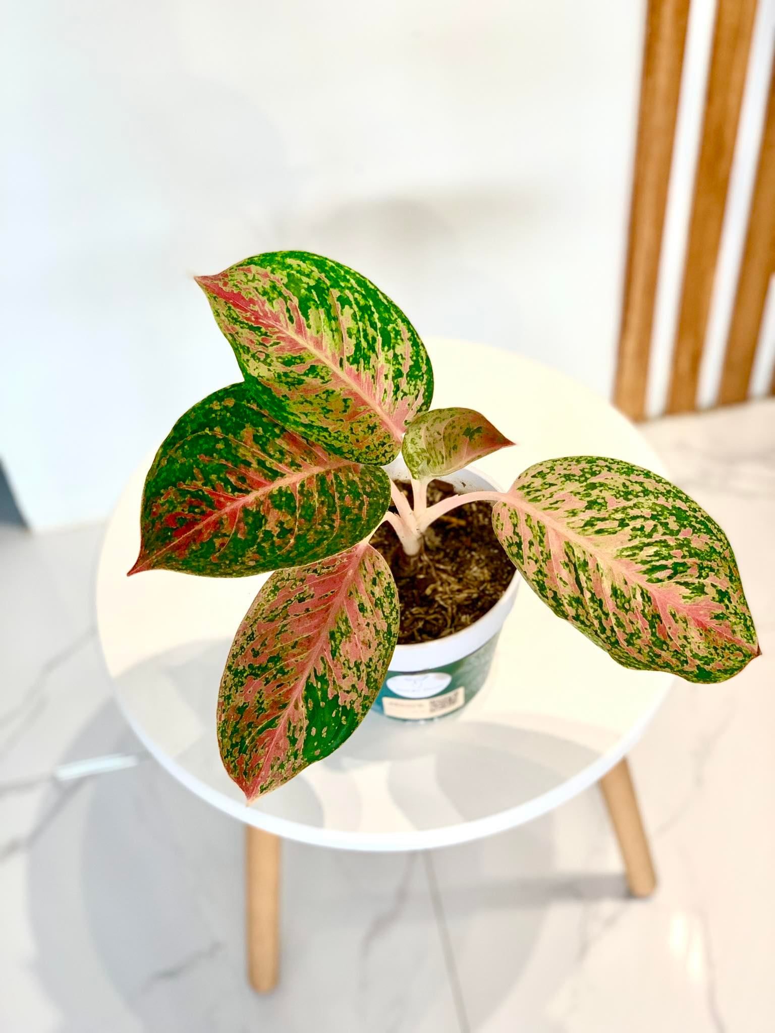 Aglaonema Supmern Pe