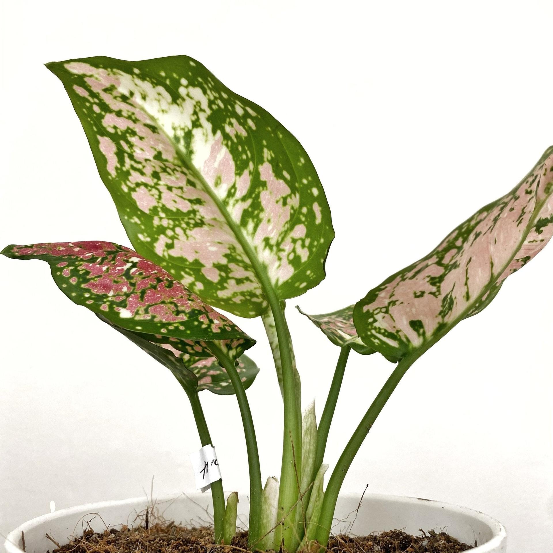 Aglaonema Tricolor