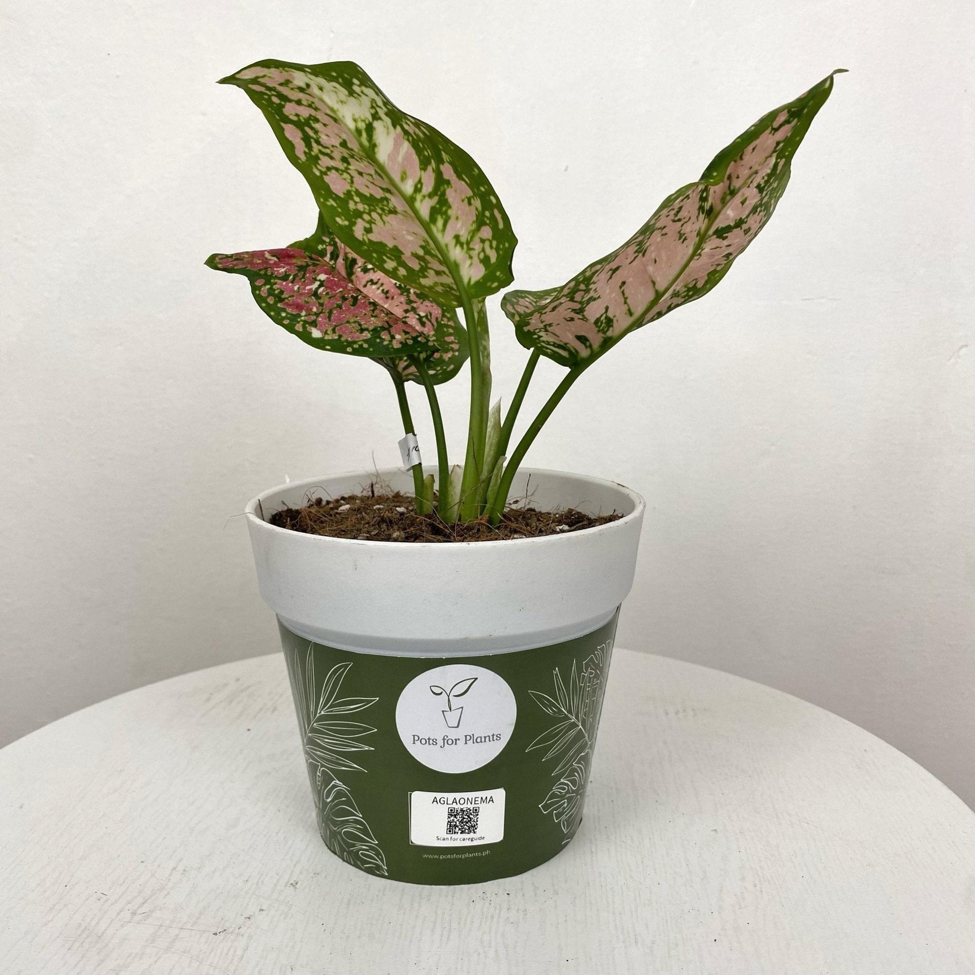 Aglaonema Tricolor