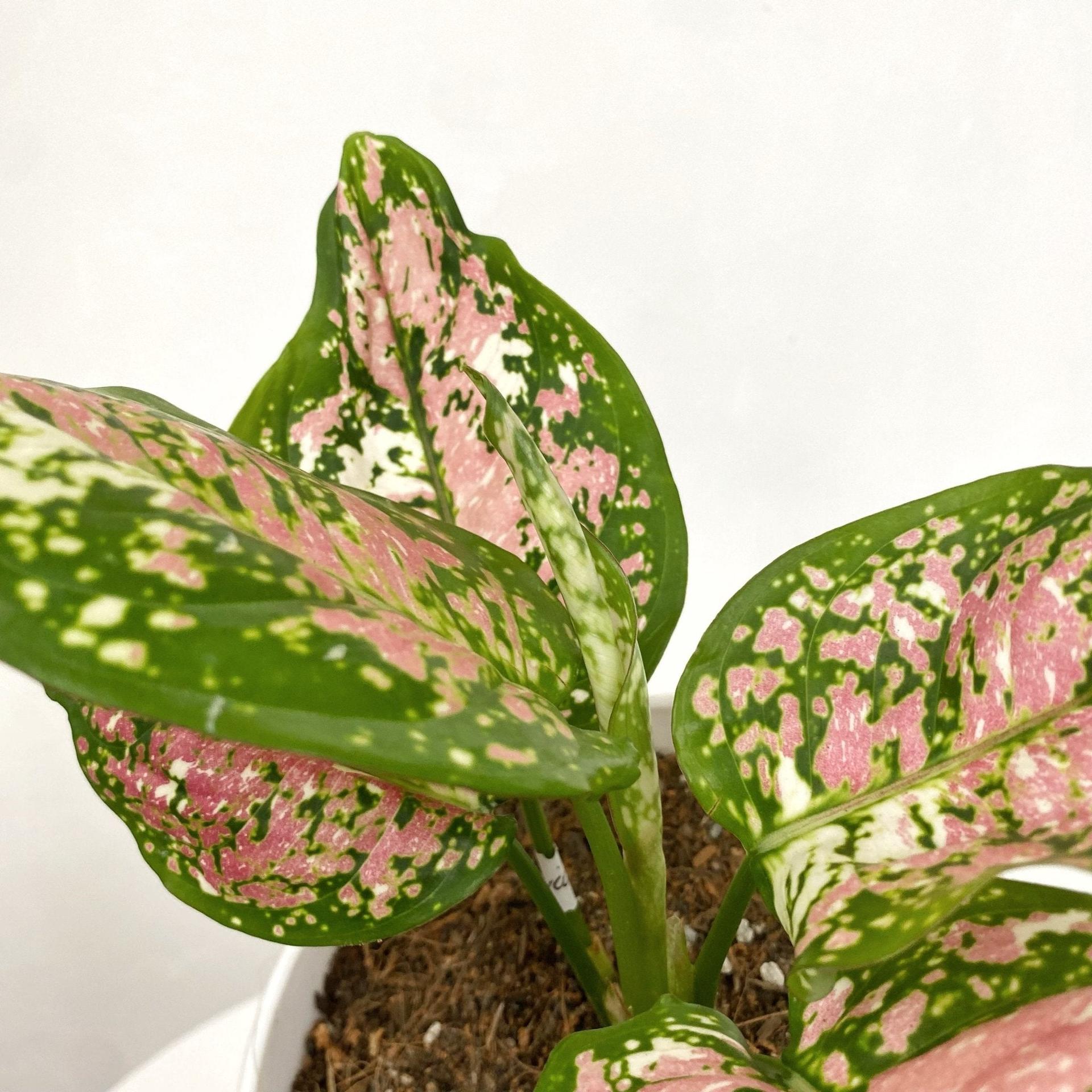 Aglaonema Tricolor
